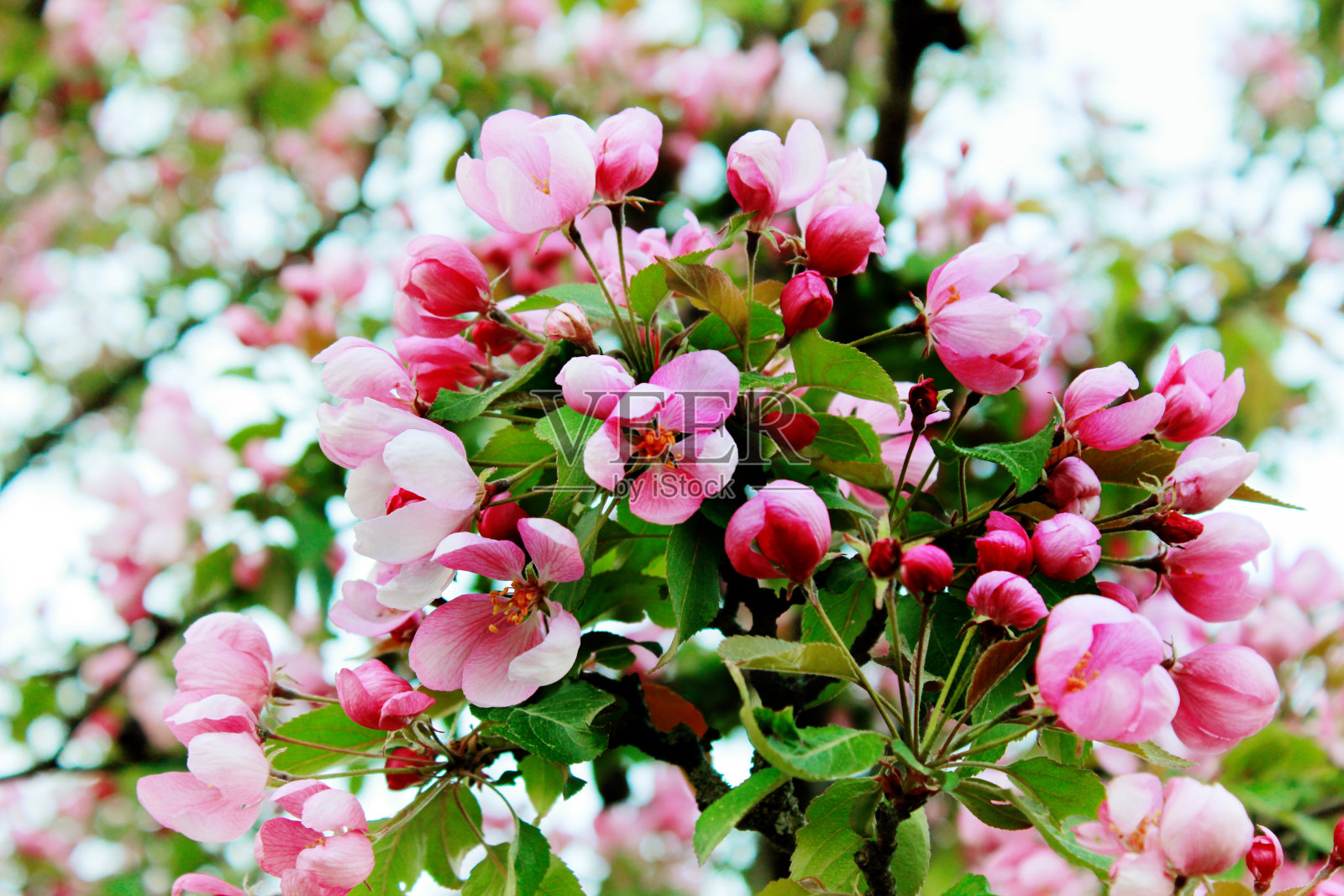 春天樱花盛开，粉红色的花。照片摄影图片
