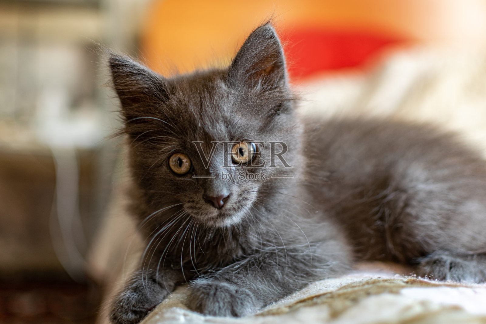 一只耳朵上有流苏的小猫咪，长着灰色的缅因毛皮，在家里照料和照料照片摄影图片