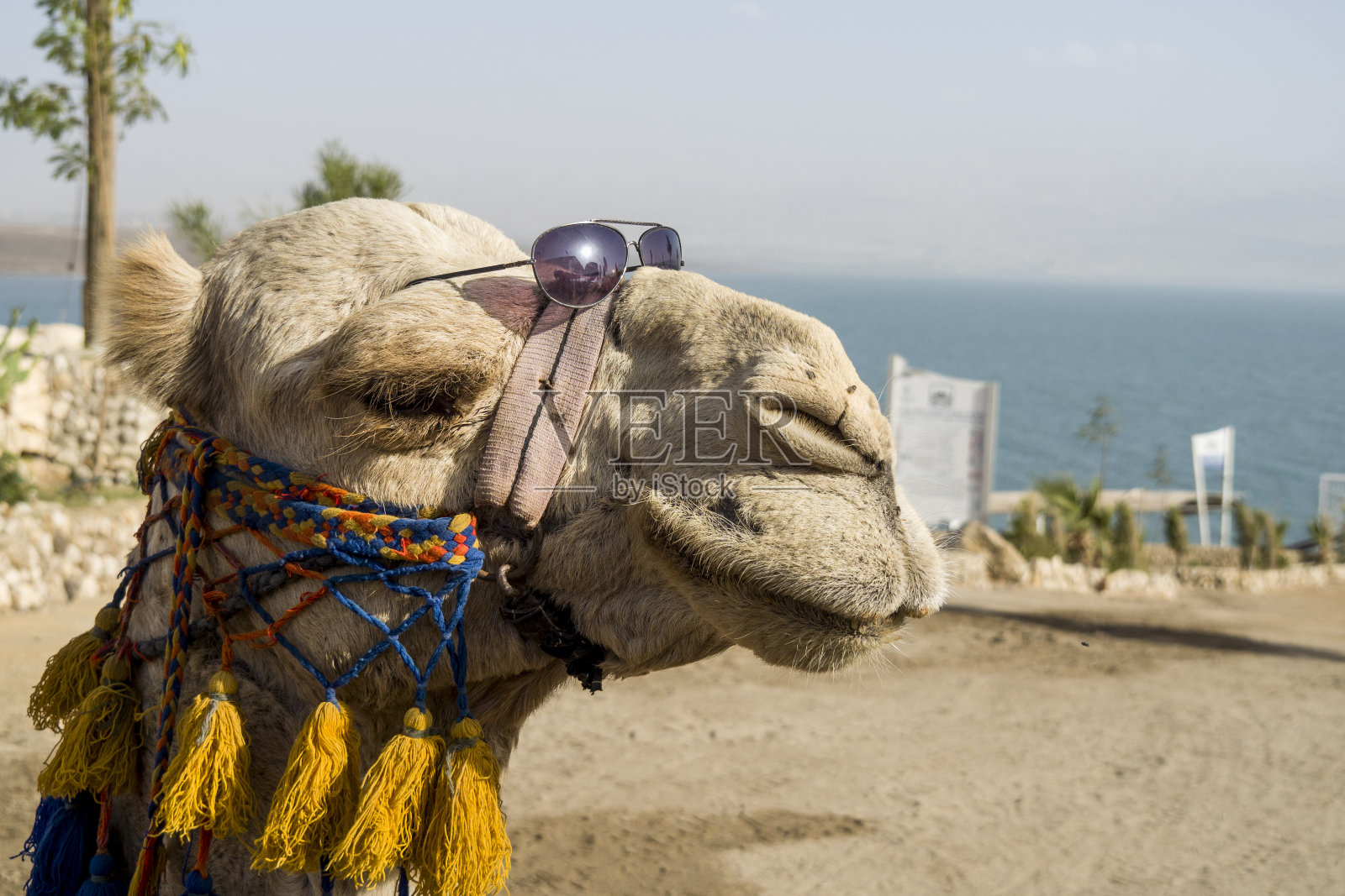 戴墨镜的滑稽骆驼照片摄影图片