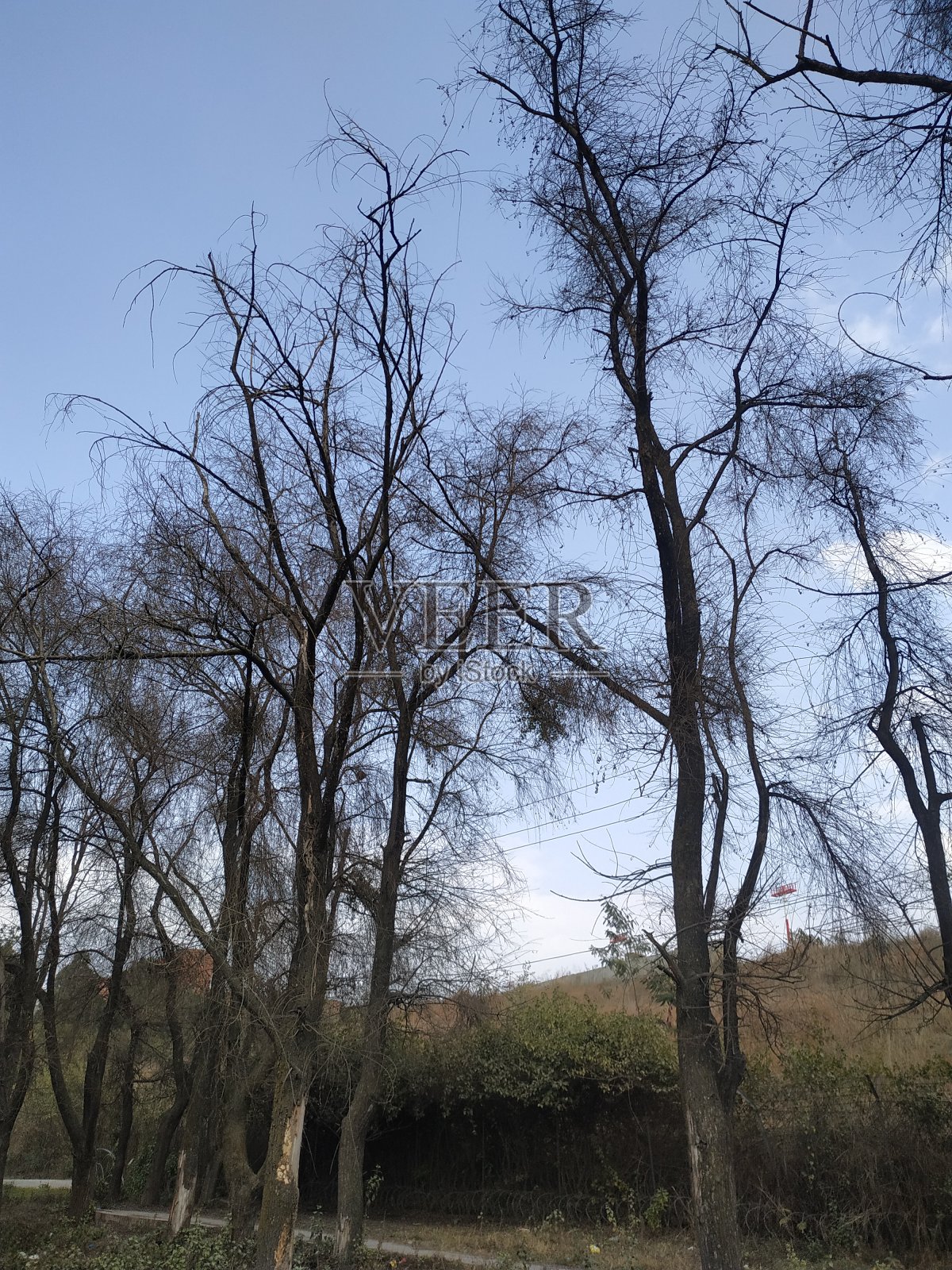 秋天的树，树枝，树枝，白色的背景，天空蓝色的自然美丽照片摄影图片