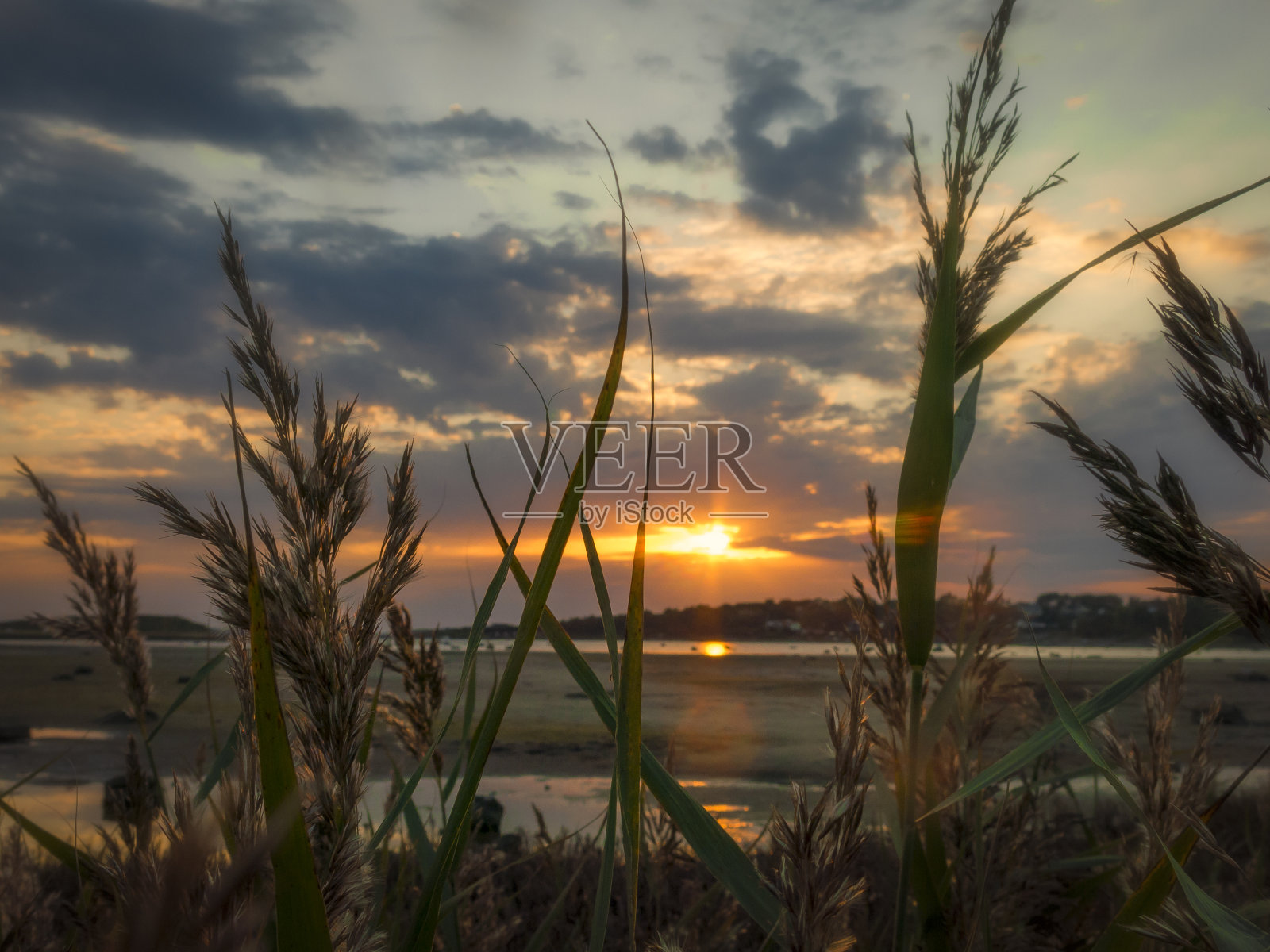 日落槽芦苇草照片摄影图片