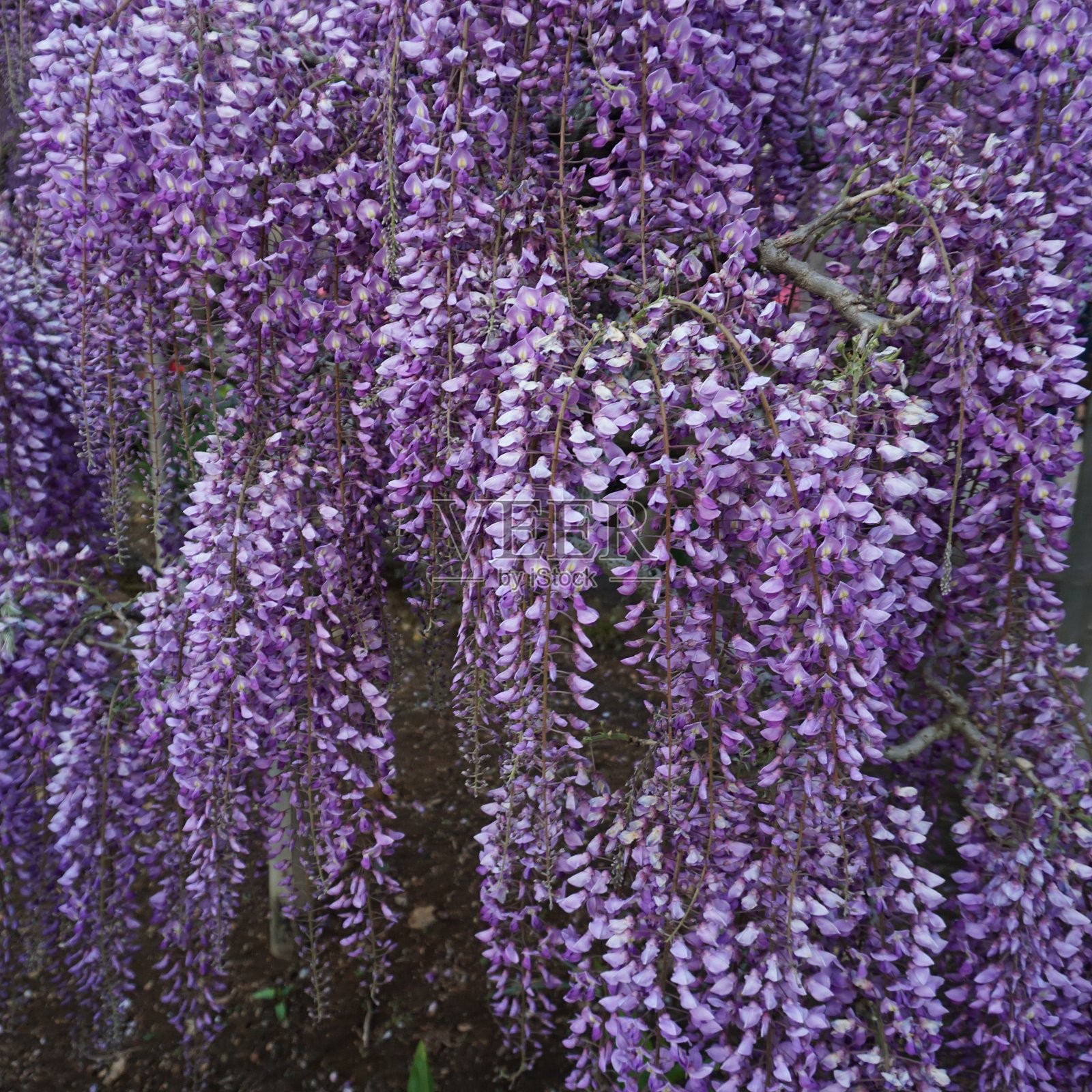 挂着一束束紫色的紫藤。春天的时间照片摄影图片