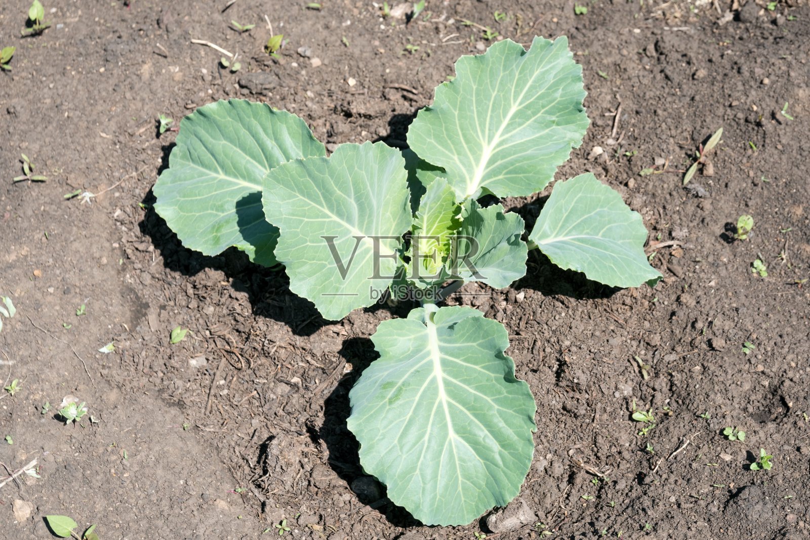 一棵白色卷心菜的幼苗被种在菜园的地里。照片摄影图片