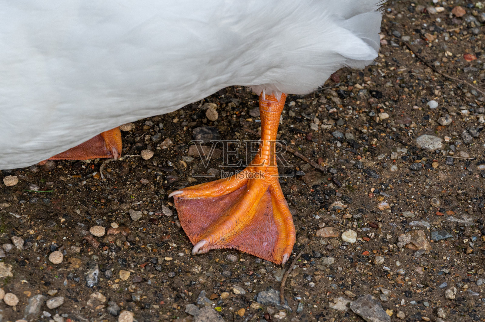 美国北京鸭的橙色蹼足照片摄影图片