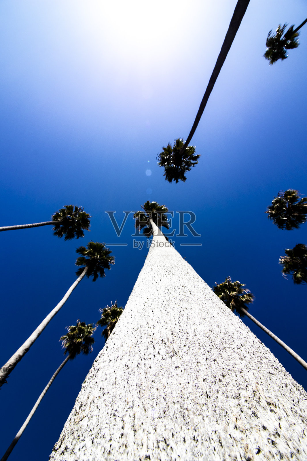 极端近距离的一棵棕榈树的树干从下面观看夏天的蓝色天空在圣巴巴拉，加利福尼亚，阳光和垂直图像照片摄影图片
