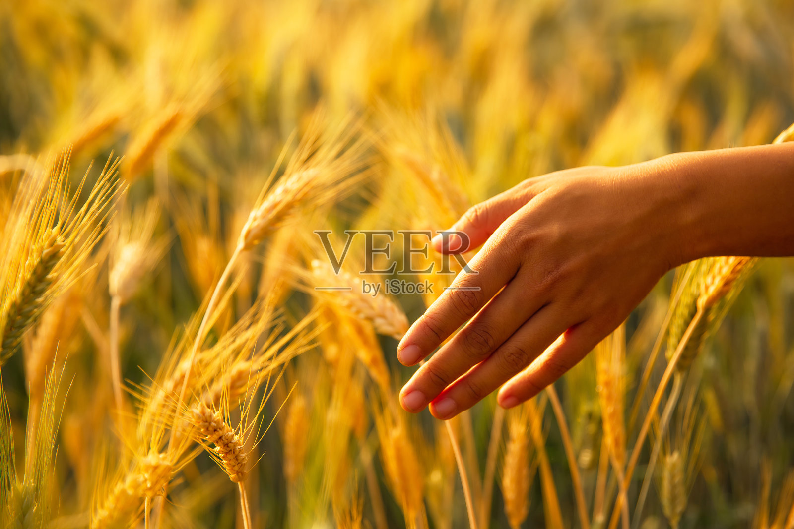 女人用手摸着金黄色的麦穗照片摄影图片