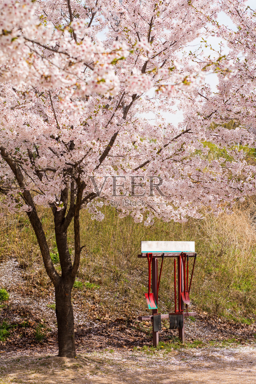 樱花树下的老式红色重型工具衣架。照片摄影图片