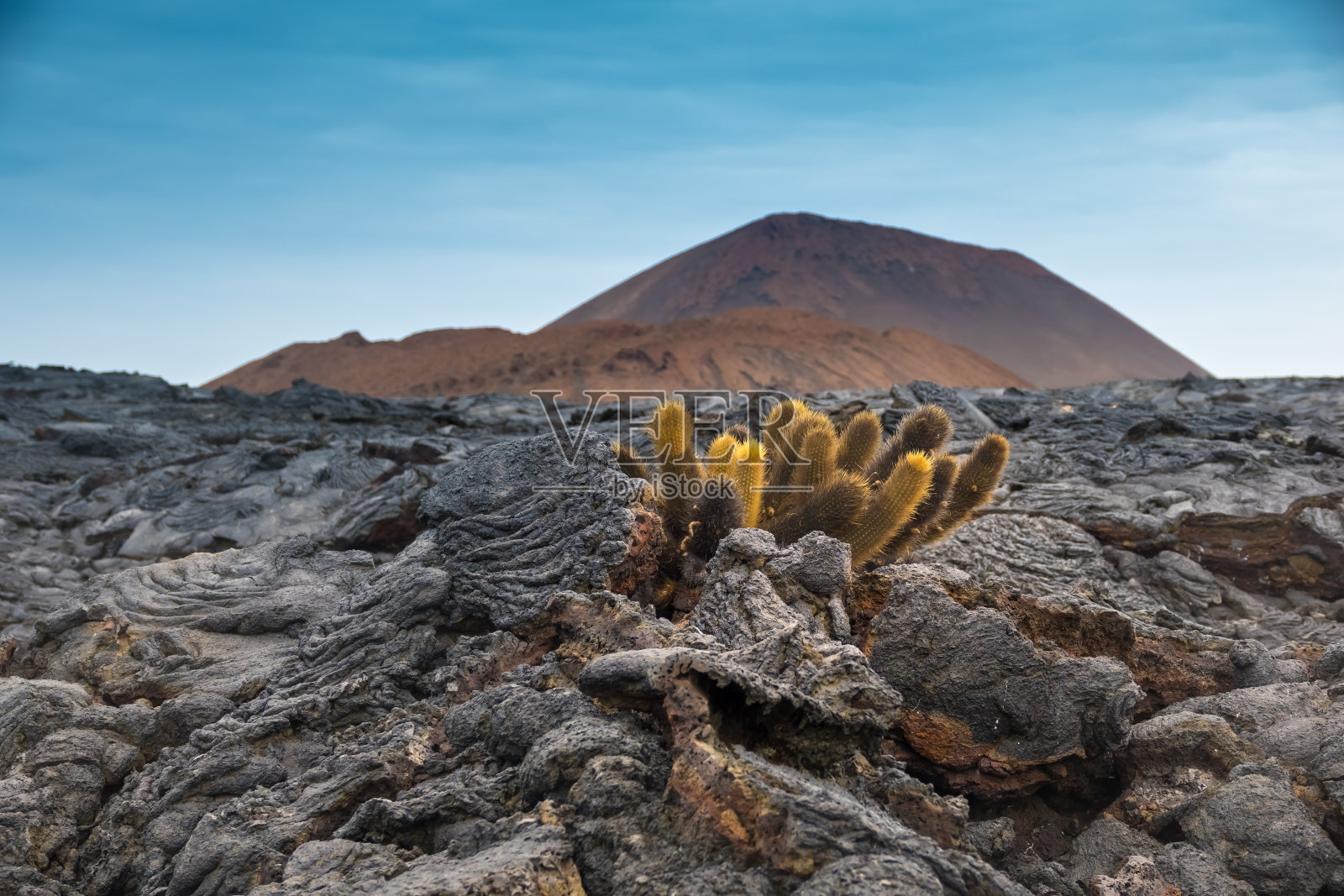厄瓜多尔加拉帕戈斯群岛圣地亚哥岛上，稀有的小型熔岩仙人掌在贫瘠的熔岩原野中存活下来照片摄影图片