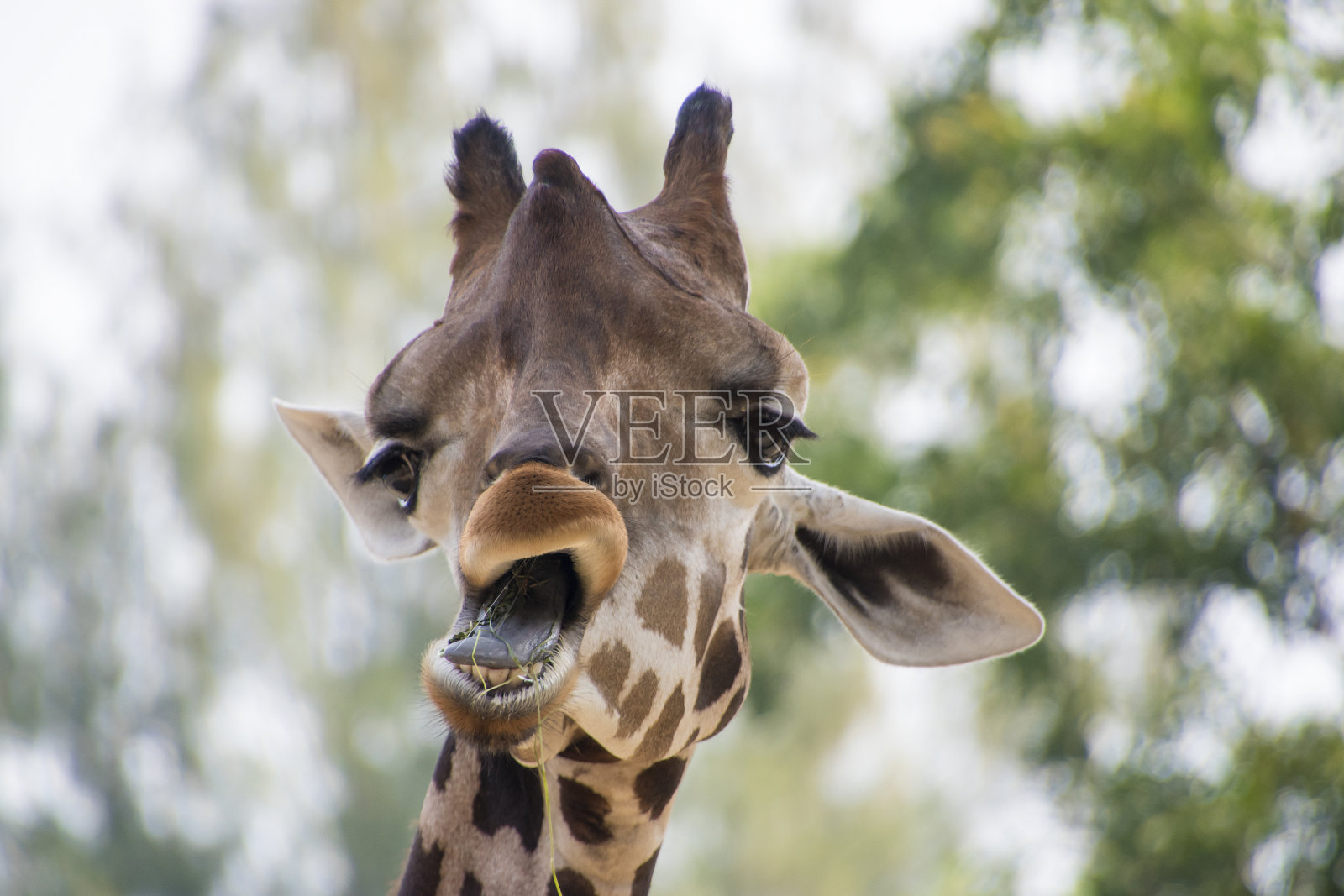 长颈鹿吃东西的可爱表情照片摄影图片
