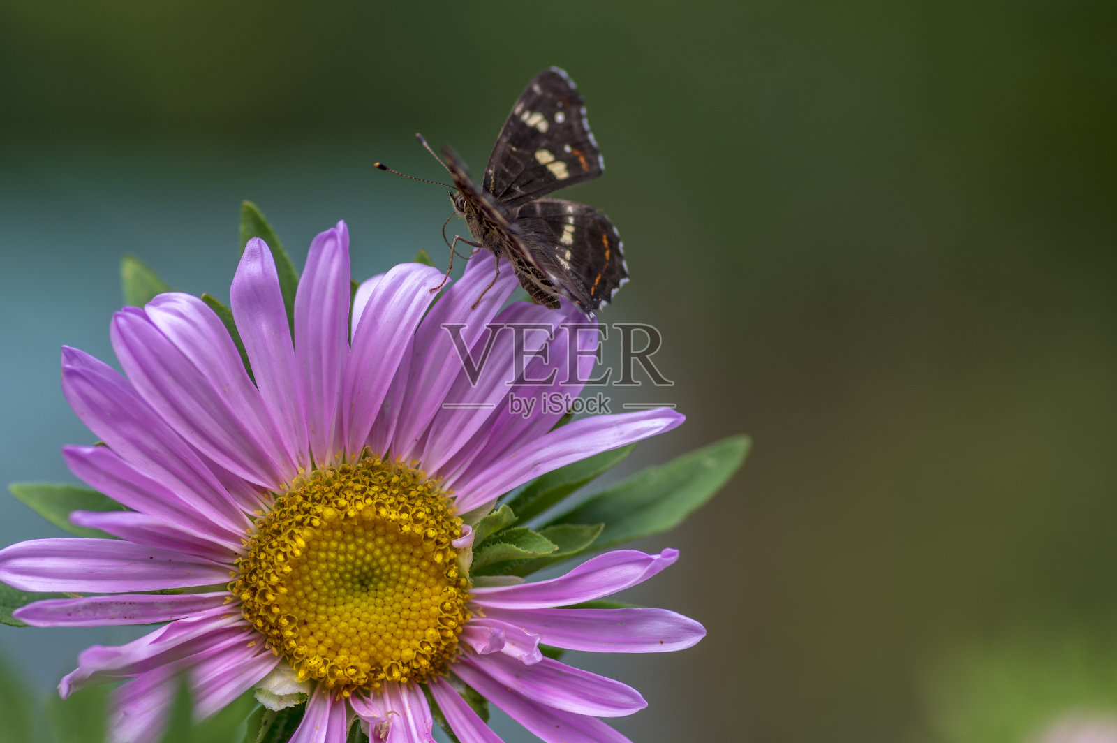 一种花和一种黑蝴蝶照片摄影图片