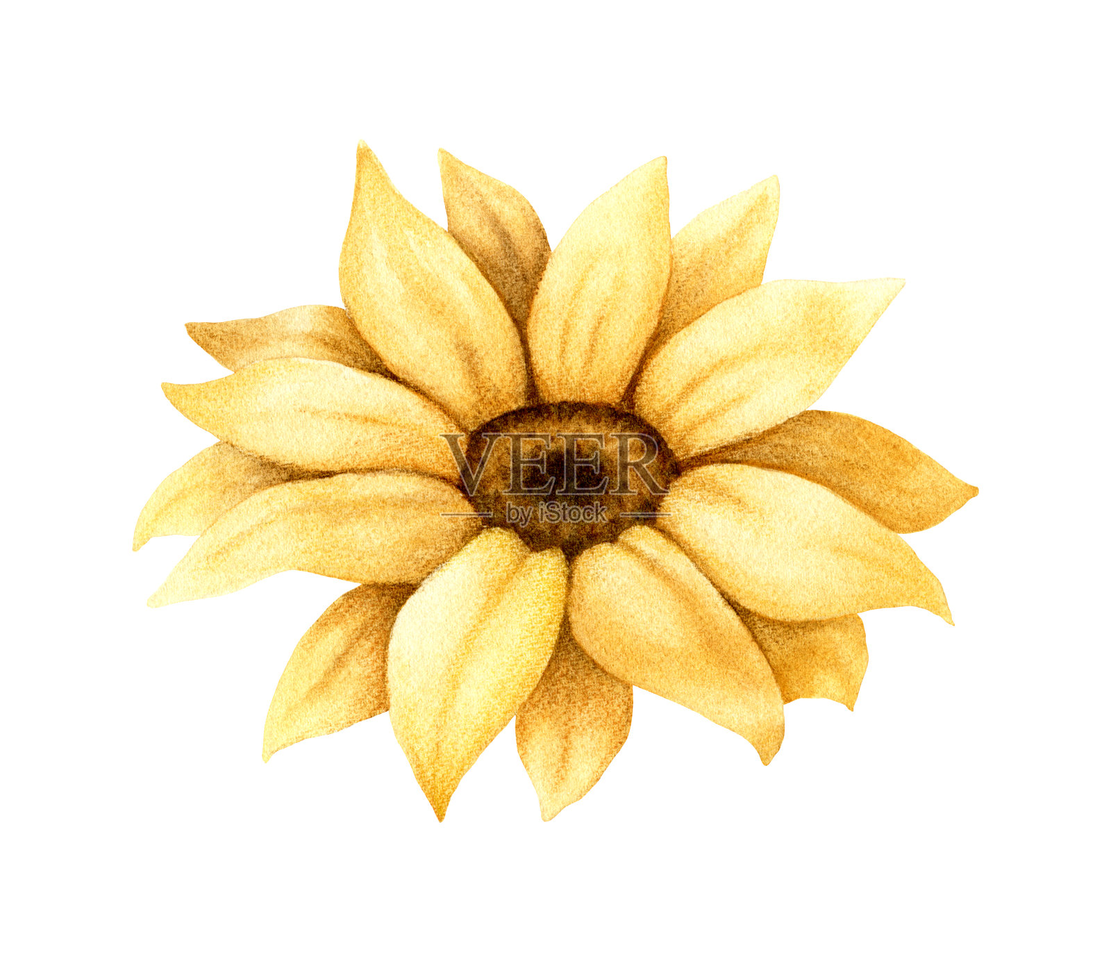 黄色向日葵手绘水彩剪贴元素孤立的白色背景设计元素图片