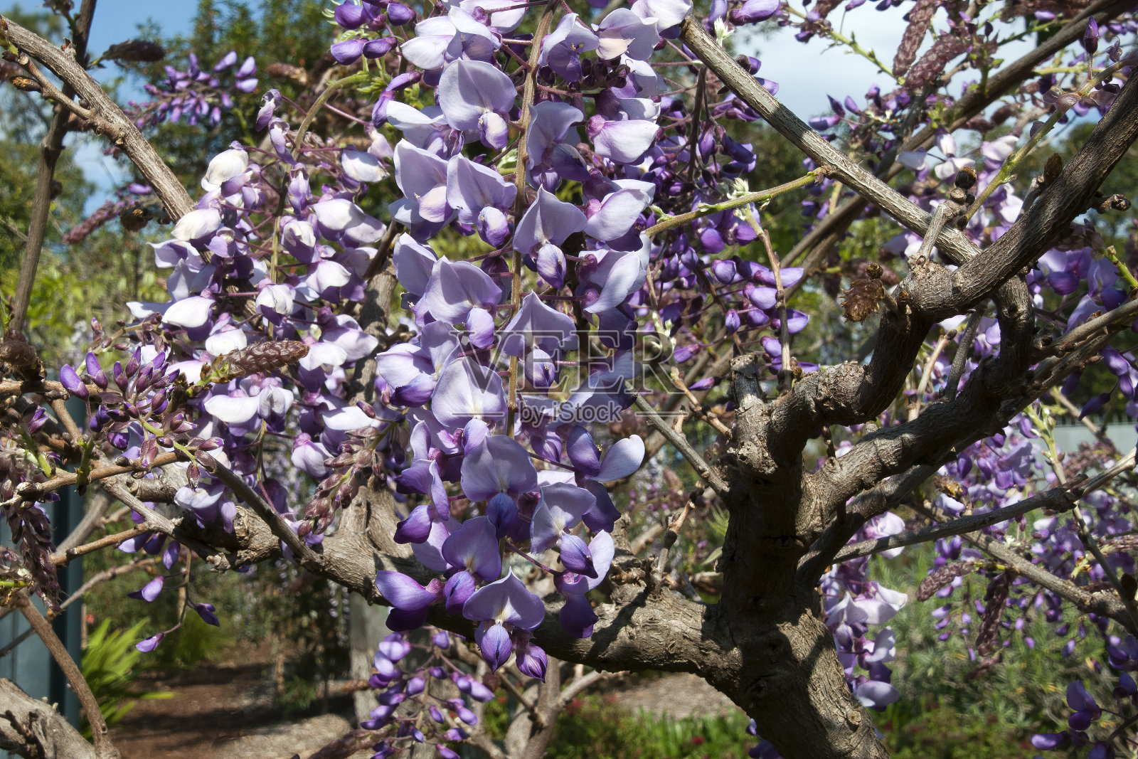 紫藤花在春天的特写照片摄影图片