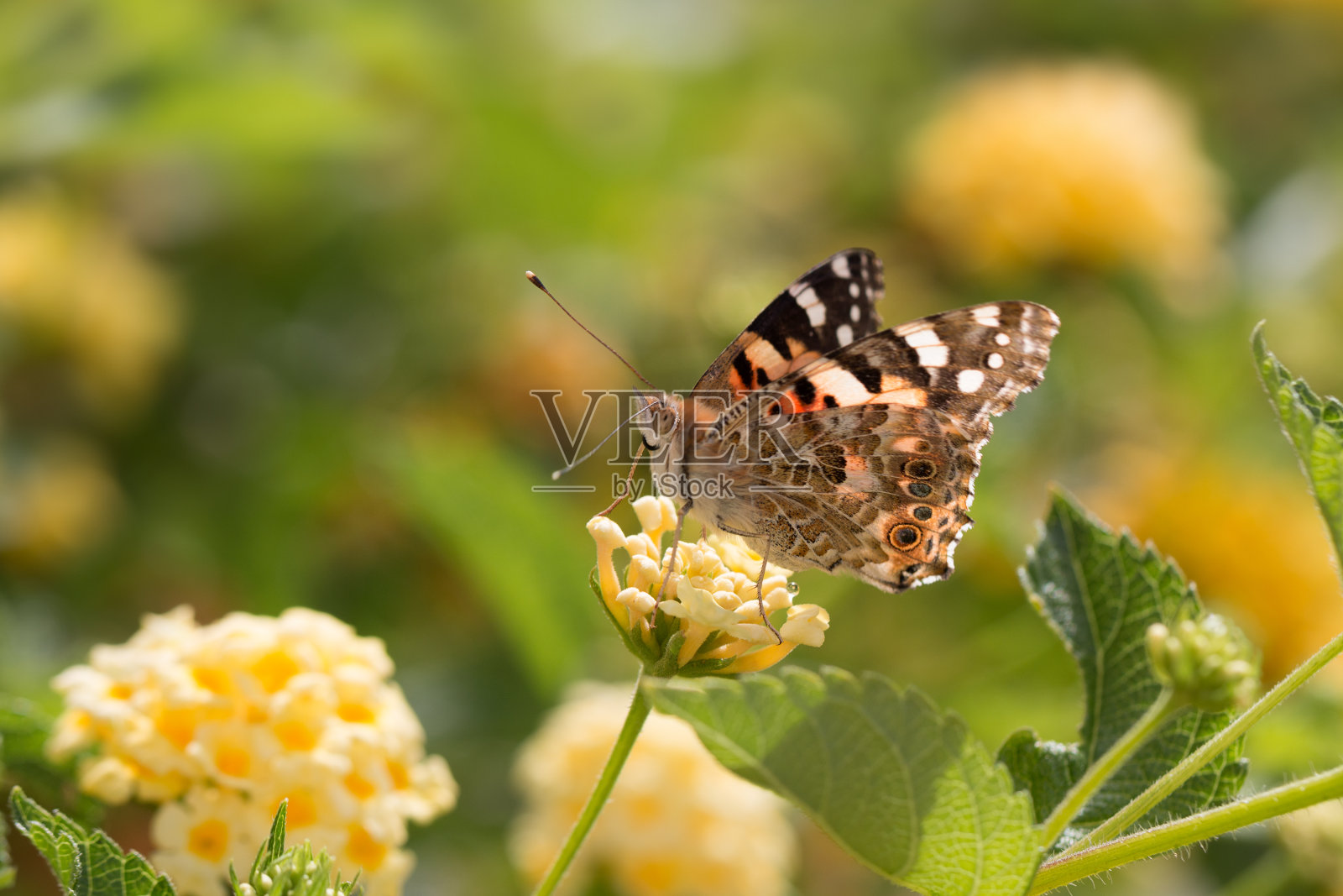 蝴蝶上花，盛开的马缨丹，阳光灿烂的日子。选择聚焦、宏照片摄影图片