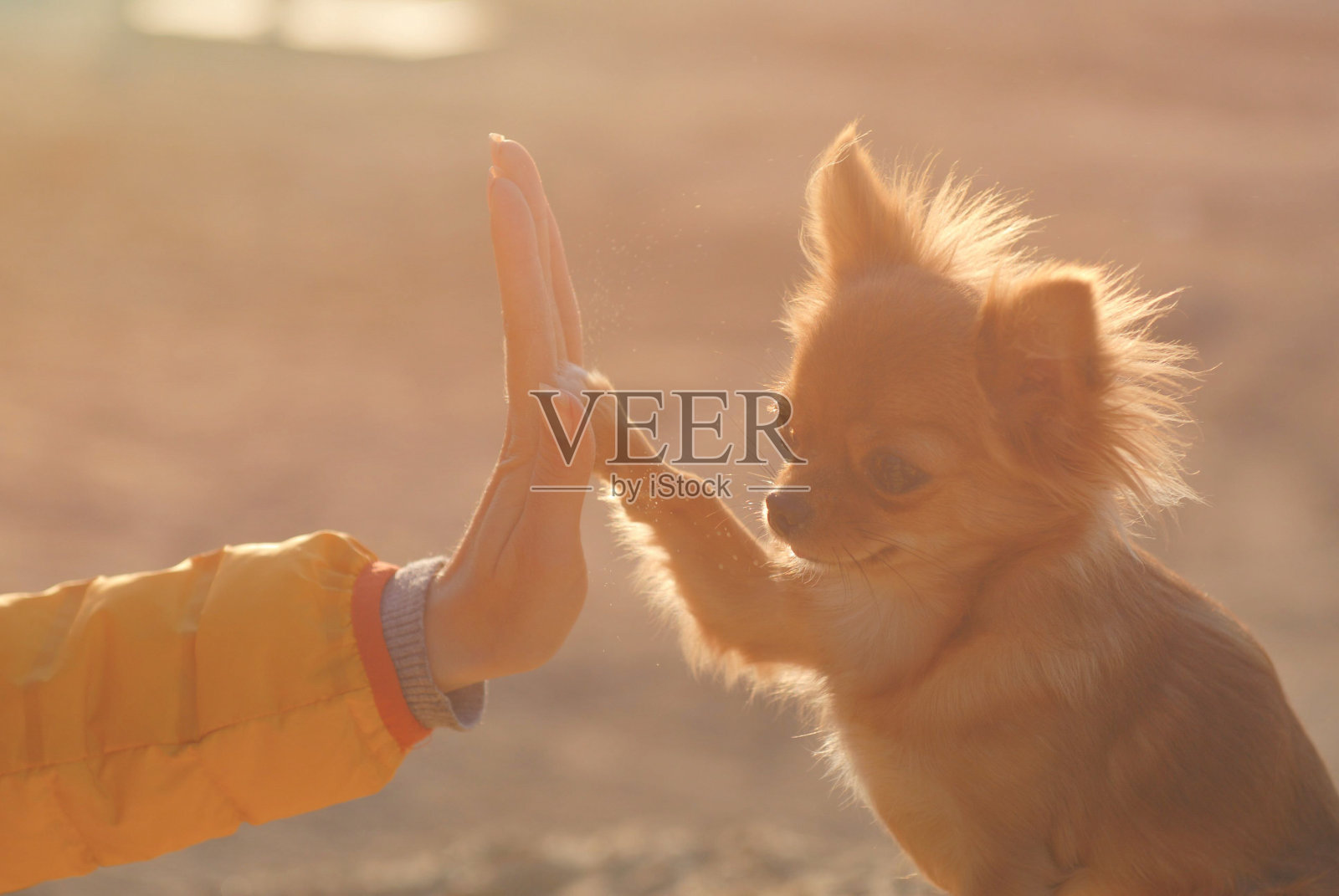 击掌友谊爱情伴侣概念年轻的女人主人的手触摸小爪子的可爱的小狗吉娃娃狗在温暖的户外日落照片摄影图片