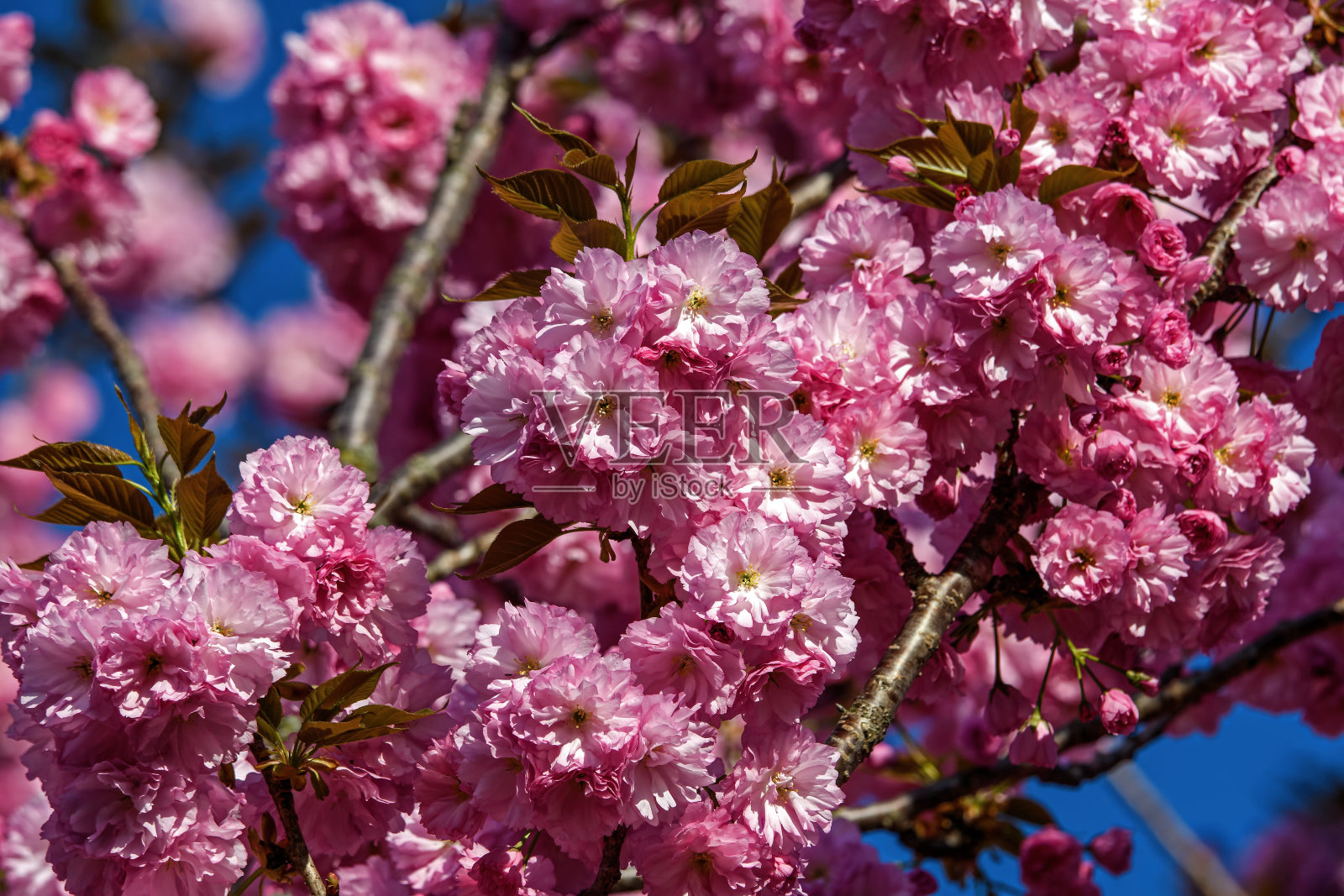 观赏樱花在春天开花。照片摄影图片