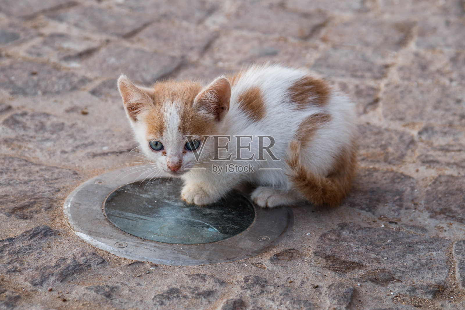 摩洛哥的小猫照片摄影图片