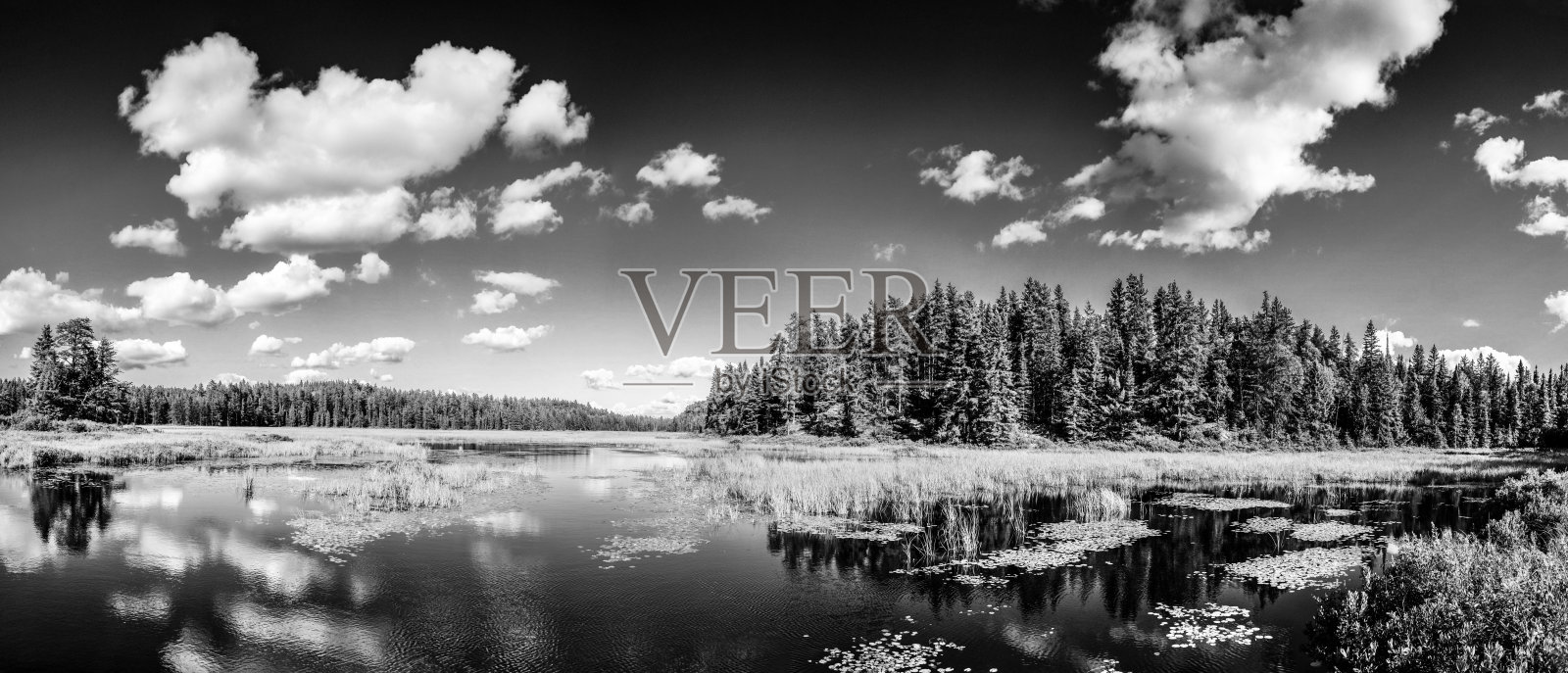 单色镜面湖泊倒影的云彩和森林景观。加拿大安大略省。照片摄影图片