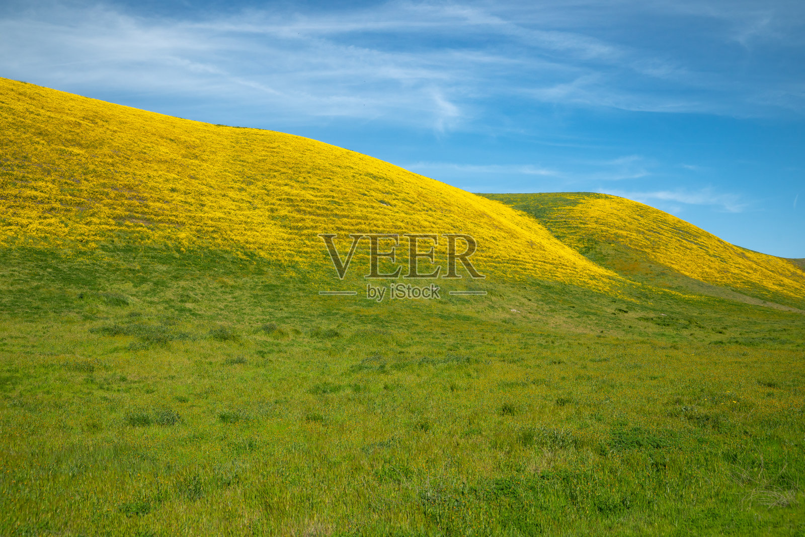 加州春天的野花在山上盛开照片摄影图片