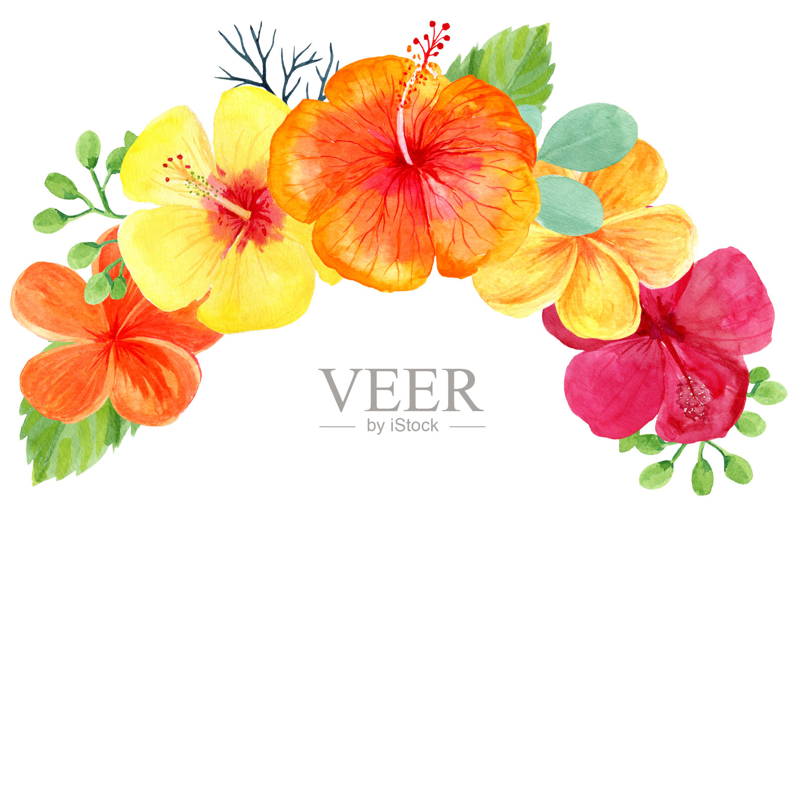 热带花冠，在水彩画，孤立在白色的背景插画图片素材
