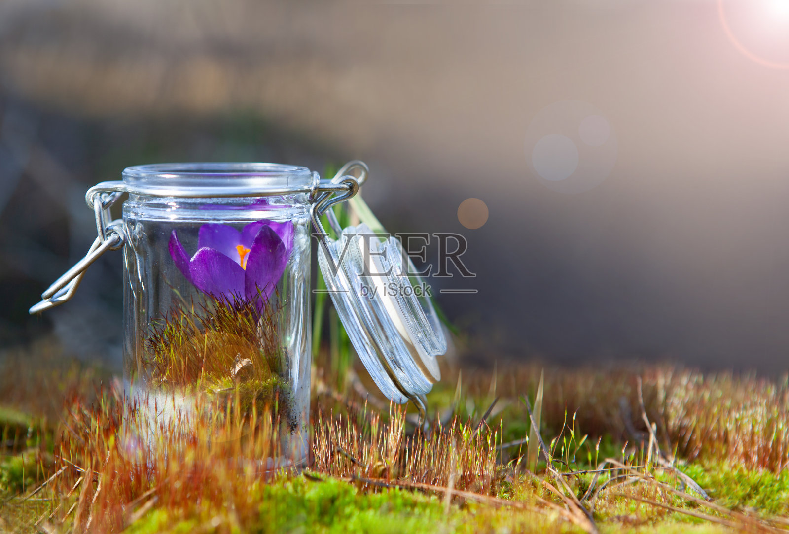 巴赫疗法——玻璃盘子里的花。照片摄影图片