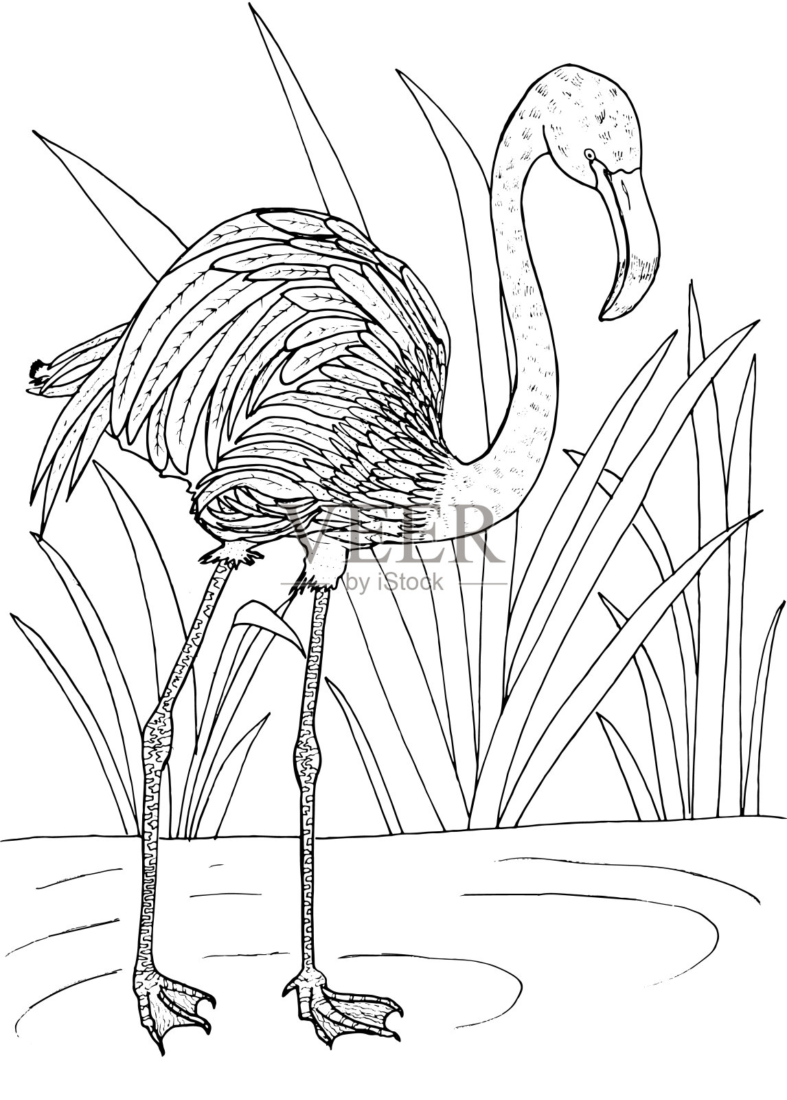 白底上的火烈鸟。草图。插画图片素材