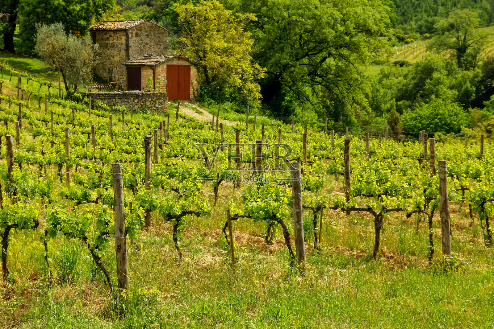 葡萄园与一个小农舍在蒙塔尔奇诺，瓦尔德奥尔西亚，托斯卡纳，意大利。照片摄影图片