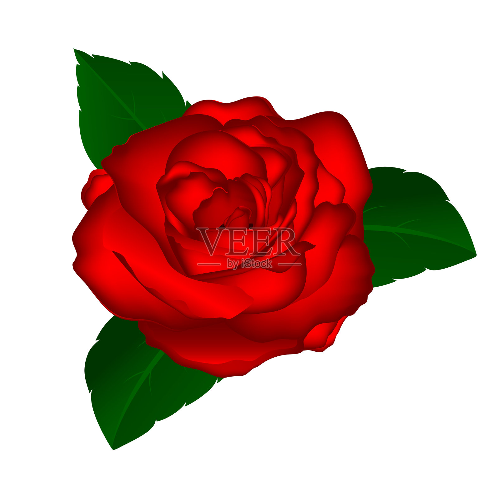 白色背景上的红玫瑰设计元素图片