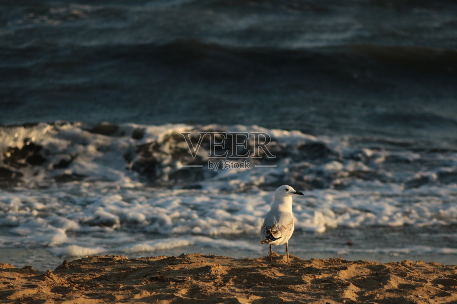 在澳大利亚海岸的一个夏日，当海浪在日落时分撞击海岸时，一只孤独的海鸥照片摄影图片