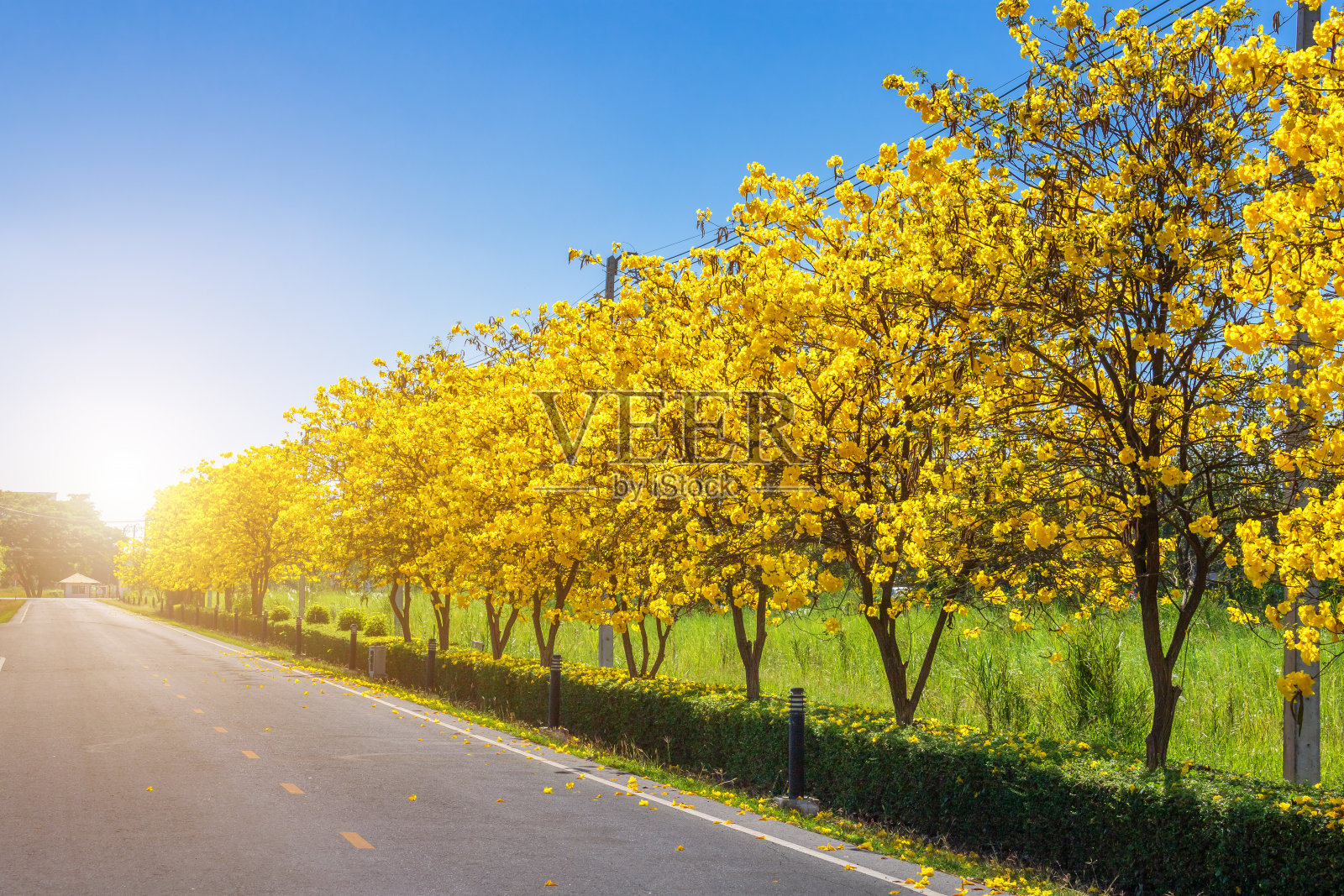 自行车道上的金色喇叭树在公园里以蓝天为背景。照片摄影图片