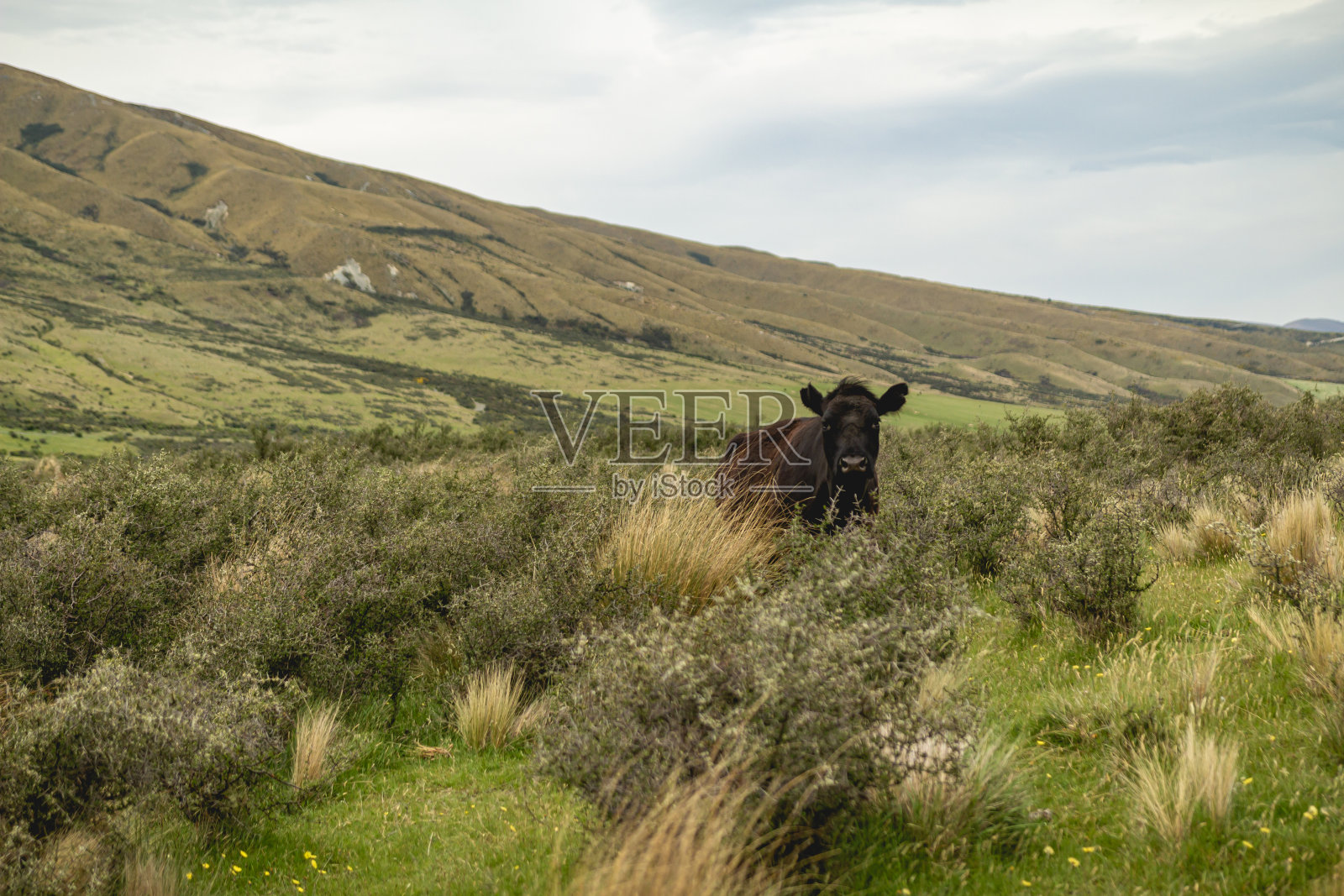 一只好奇的独牛在新西兰高高的草地上仰望照片摄影图片