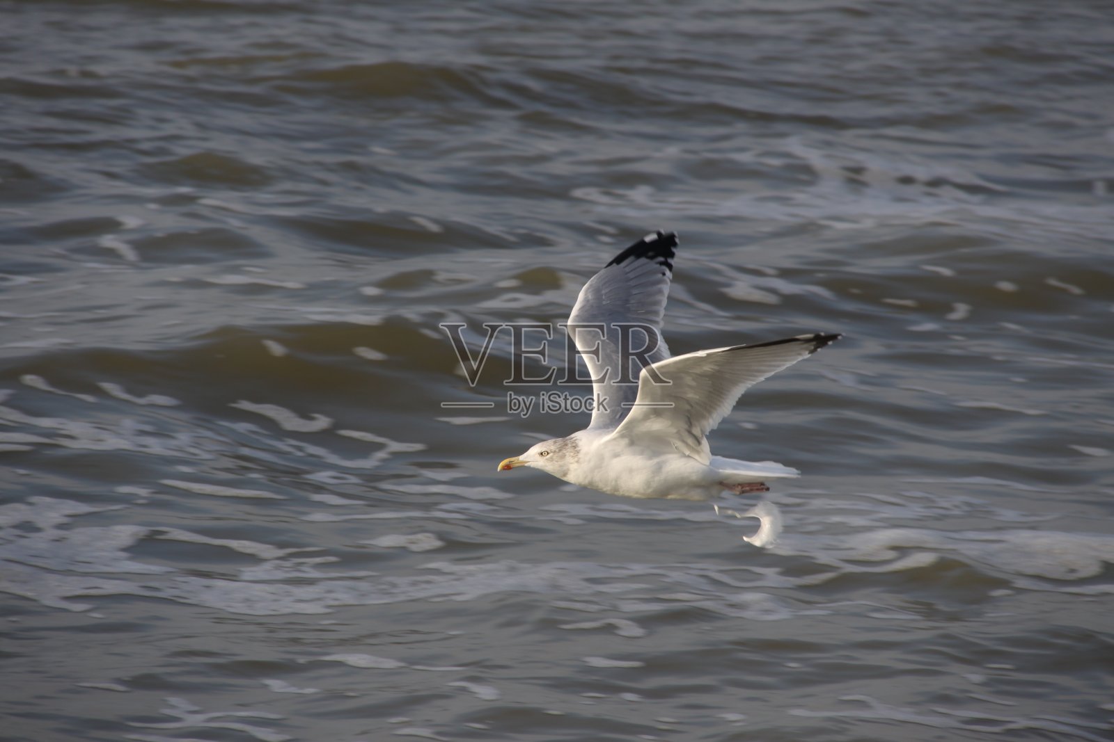 一只海鸥在海面上低飞。近距离。照片摄影图片