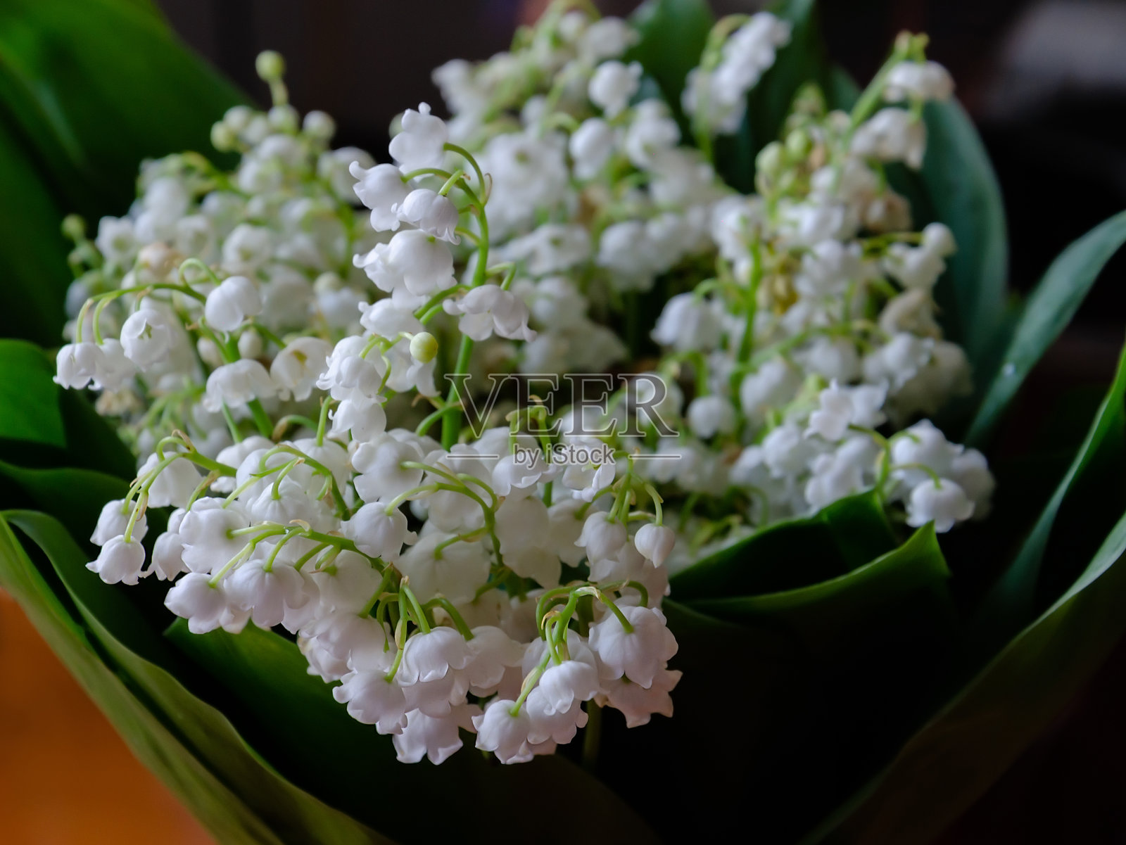 铃兰，一束芳香的白花照片摄影图片
