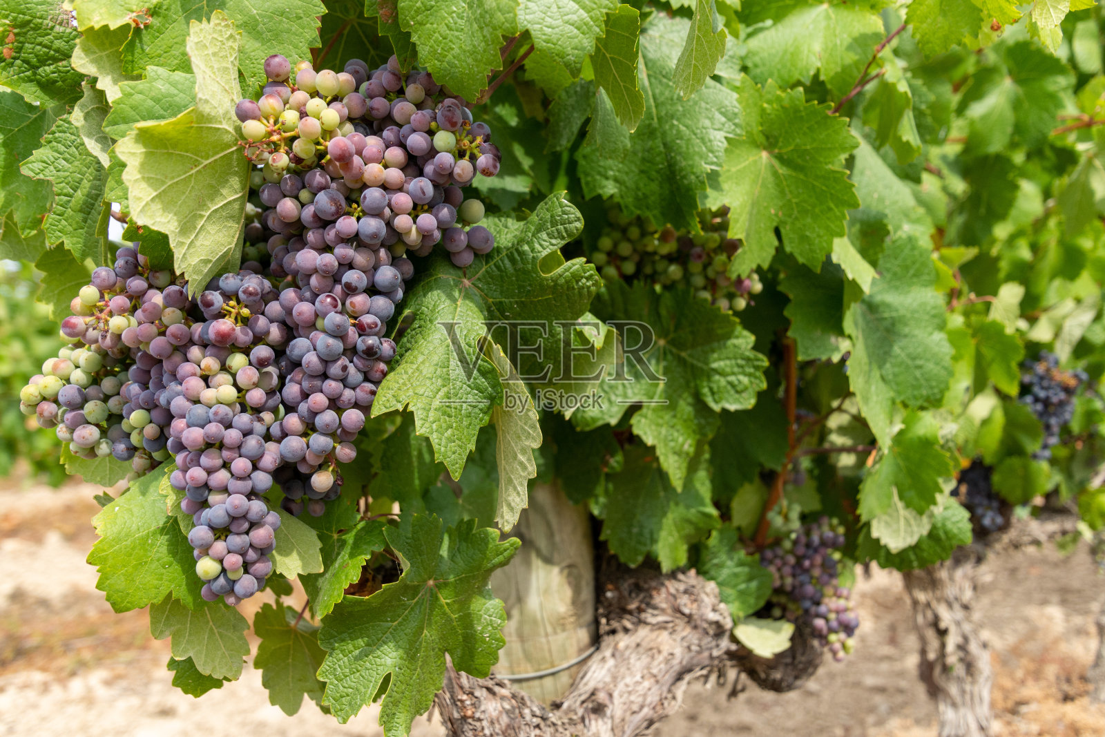 葡萄藤上长着一串紫色的酿酒葡萄照片摄影图片