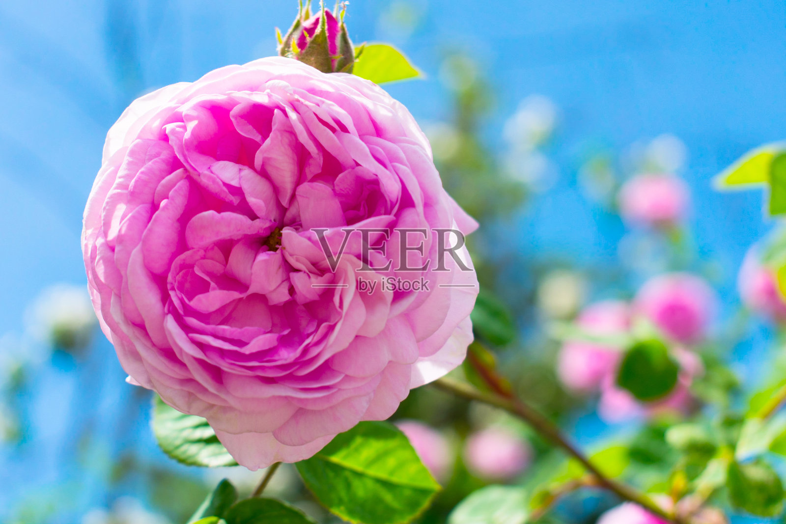 湛蓝的天空衬托出美丽的粉红玫瑰。照片摄影图片