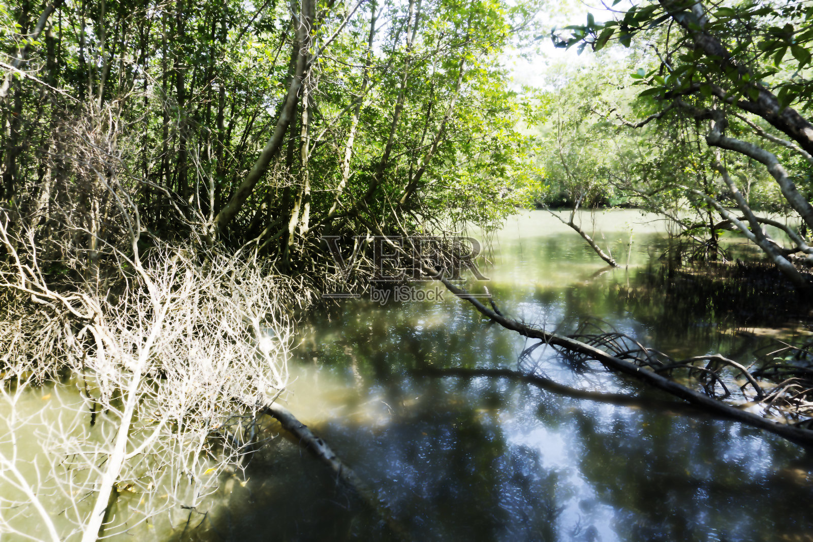 河流在森林里的绿树照片摄影图片