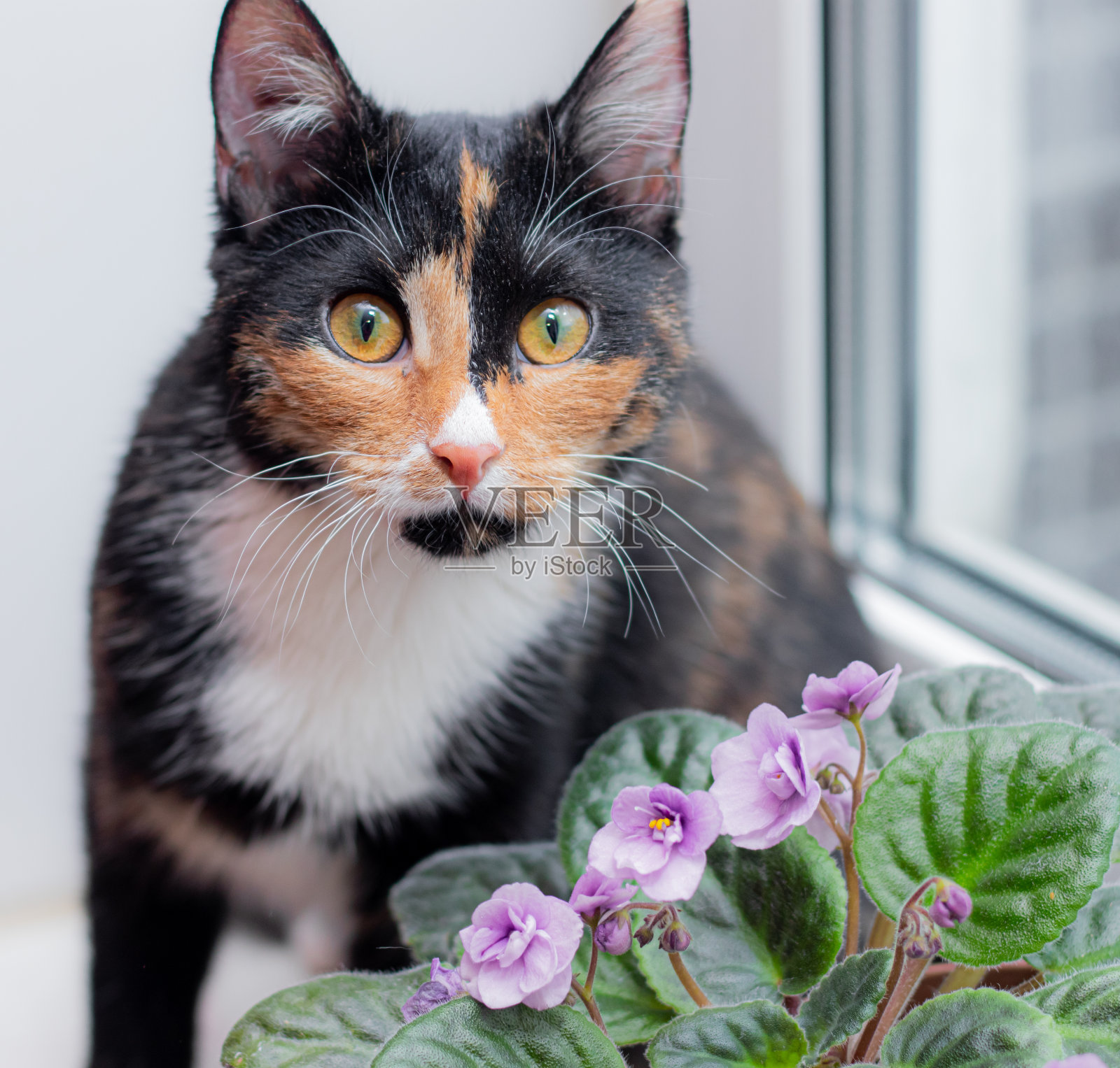 猫和家里的花在花盆里。关于动物和家花的文章。家的伤害给猫花。三色猫照片摄影图片