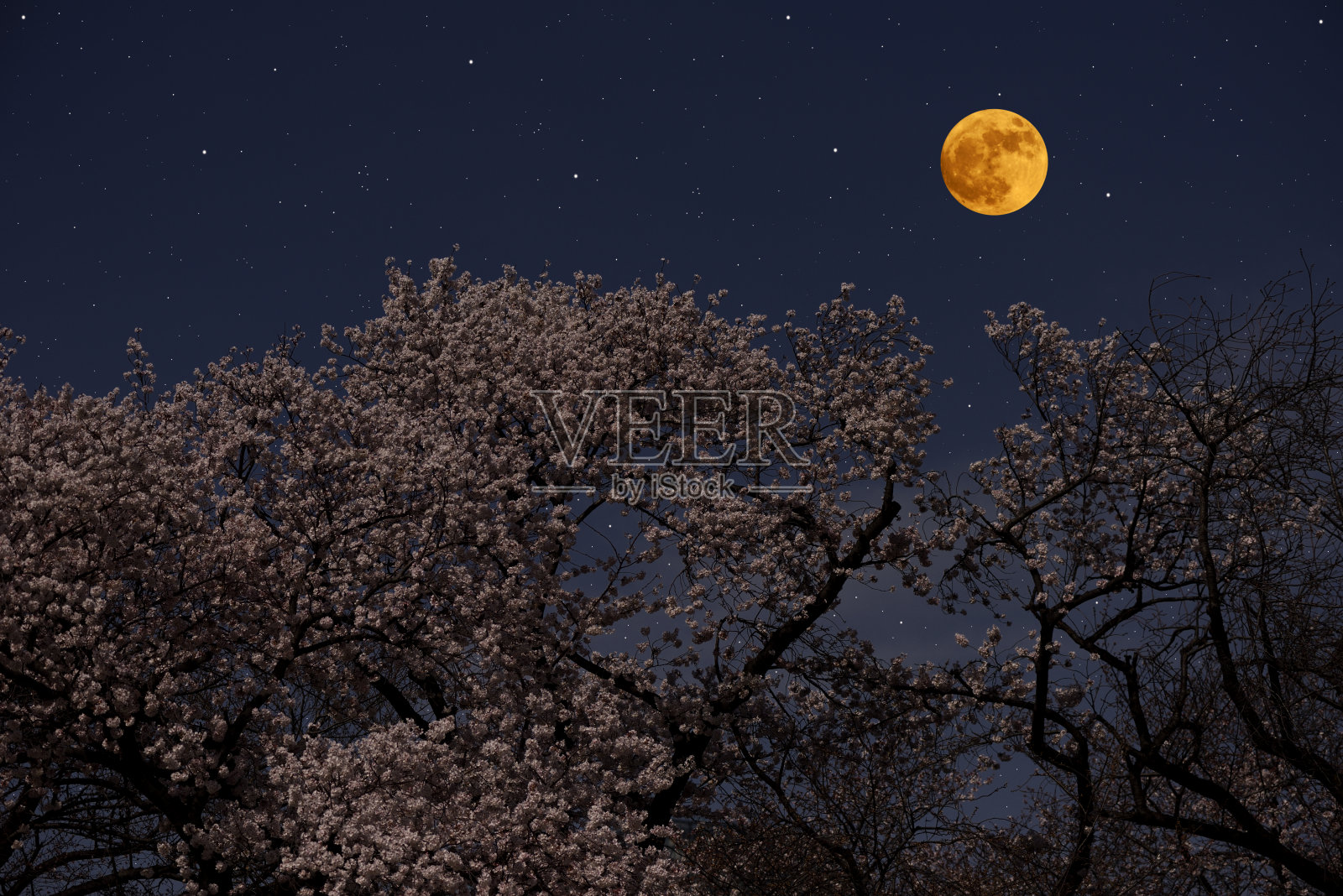 满月升起在盛开的樱花树上照片摄影图片