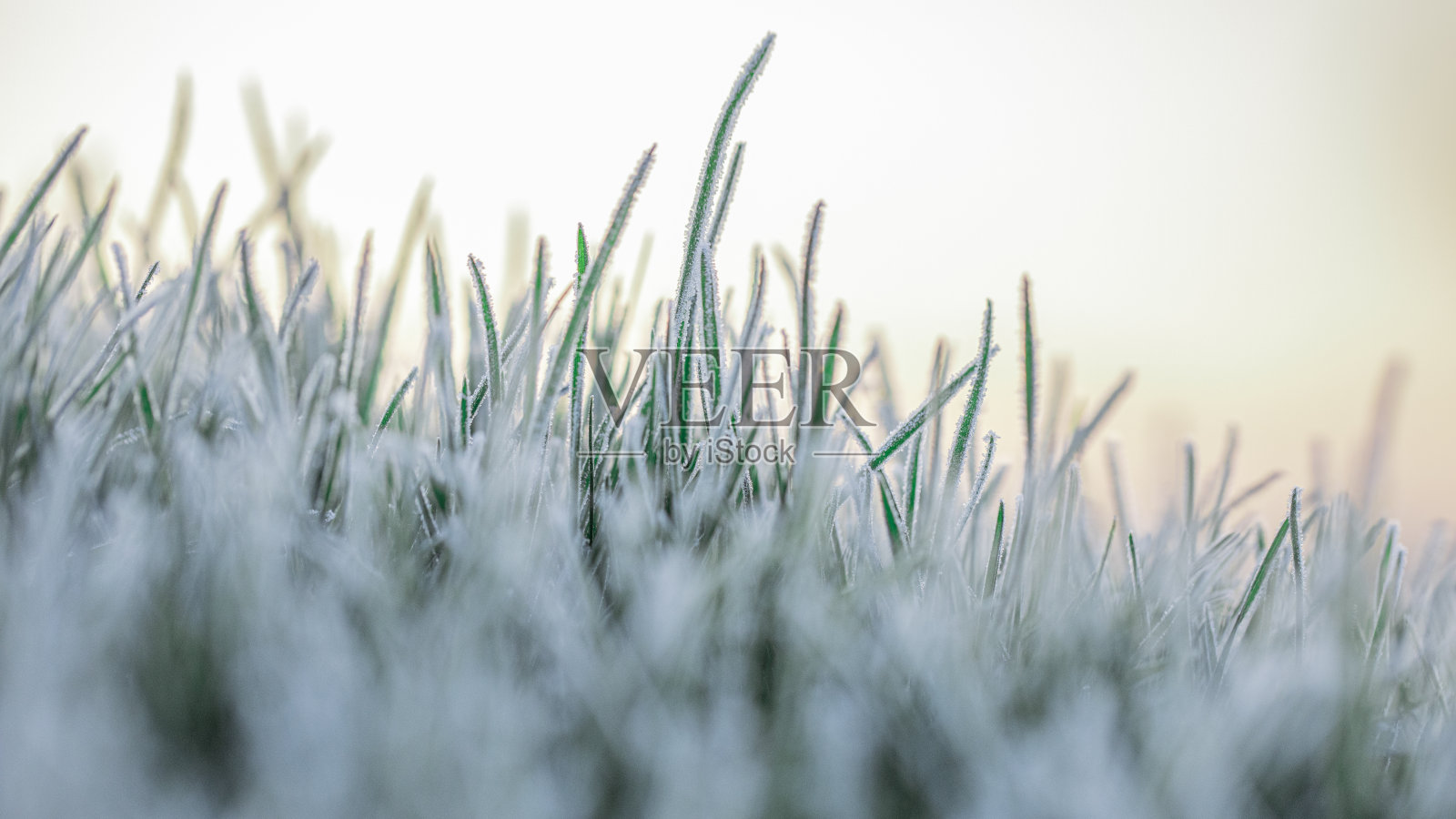 清新的草坪草在霜冻的黎明照片摄影图片