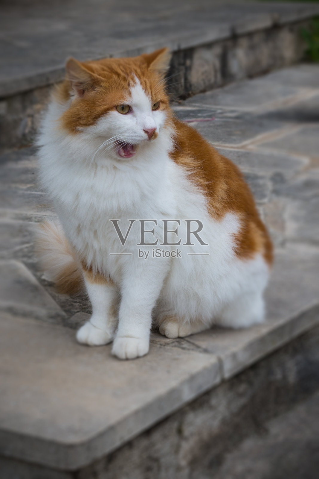 一只可爱的姜黄色流浪猫在水泥台阶上大声喵喵叫。塞浦路斯岛。照片摄影图片