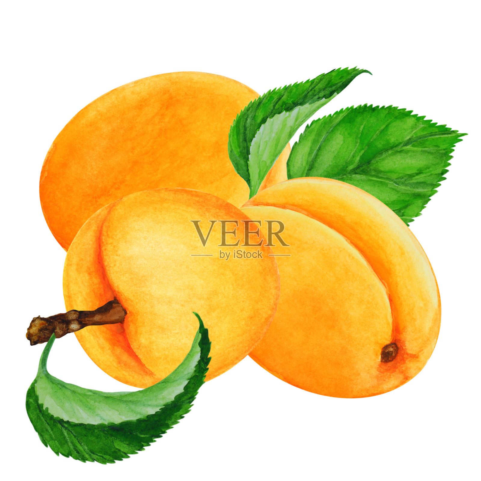 三组成熟的全杏与叶在白色的背景特写，手绘水彩。插画图片素材