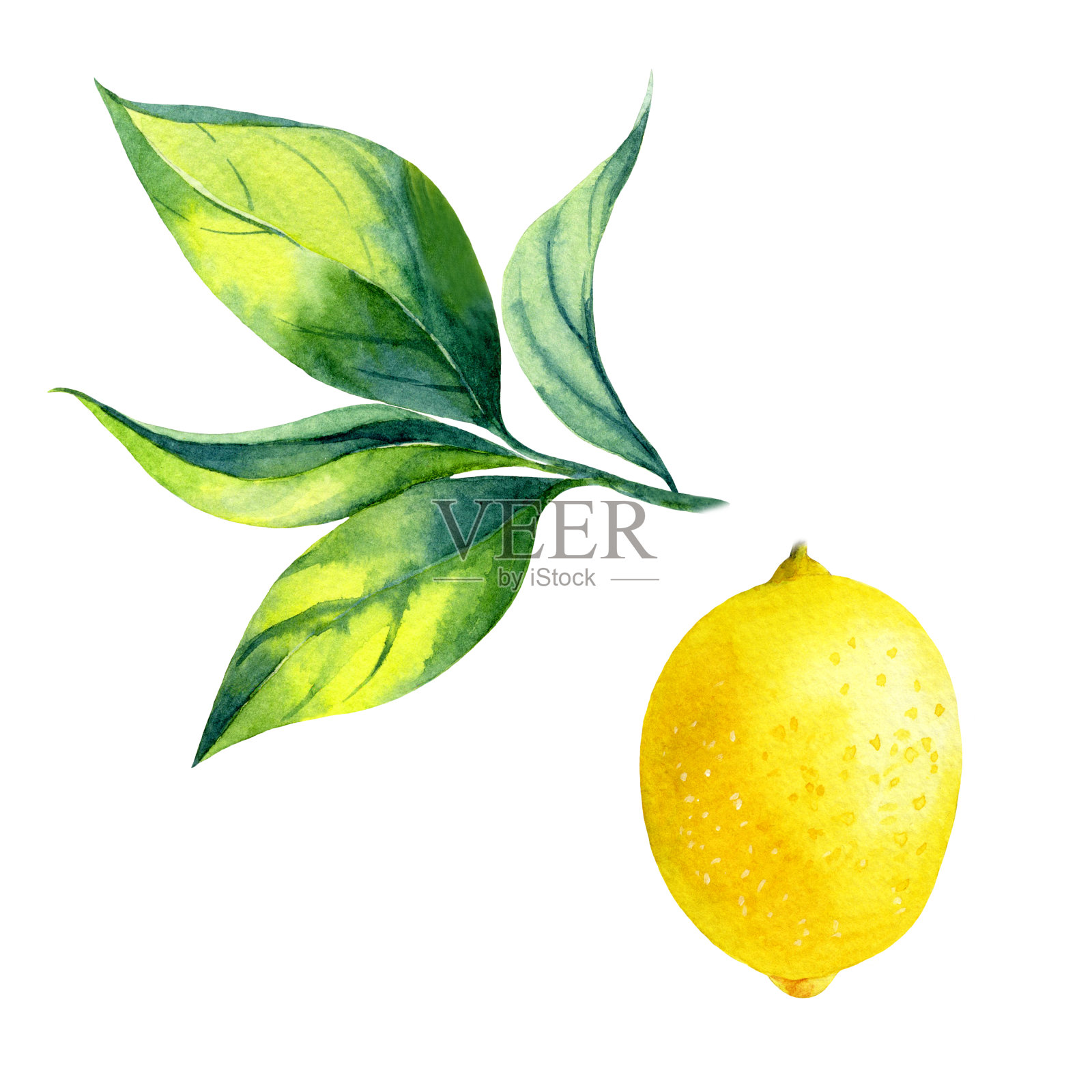 水彩柠檬在白色的背景插画图片素材