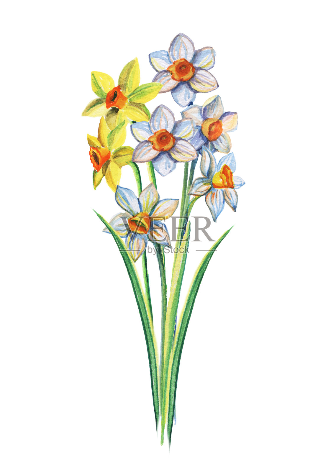 水彩花束的黄色和白色水仙花。水彩插图孤立在一个白色的背景。插画图片素材