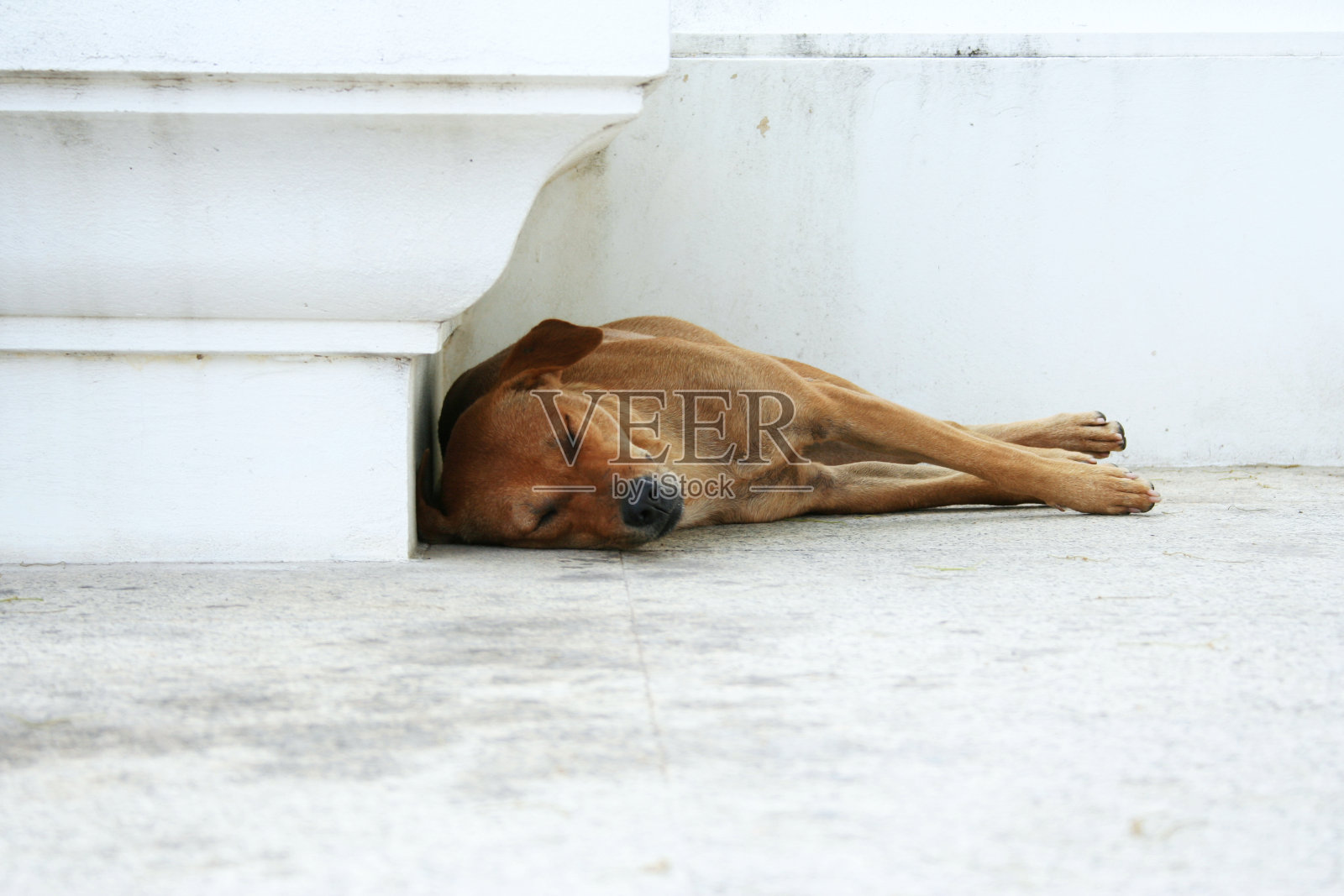 泰国棕色流浪狗正在睡觉照片摄影图片