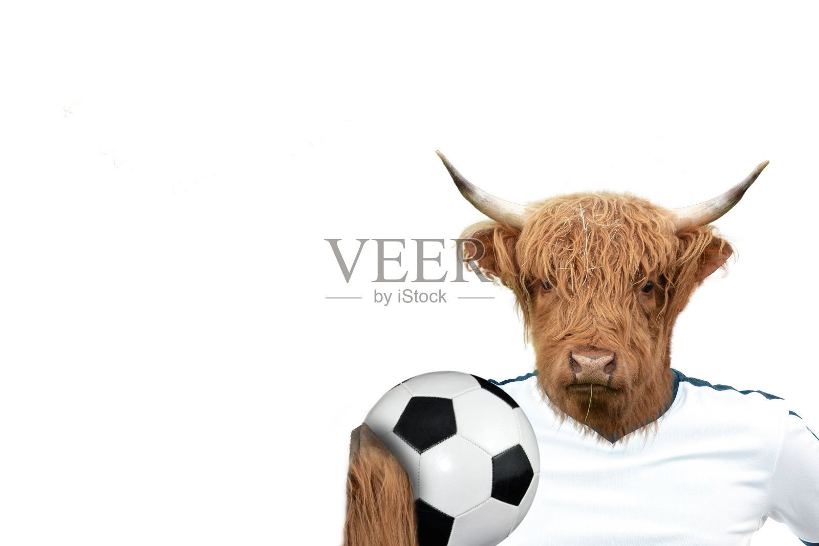 奶牛拿着一个足球照片摄影图片