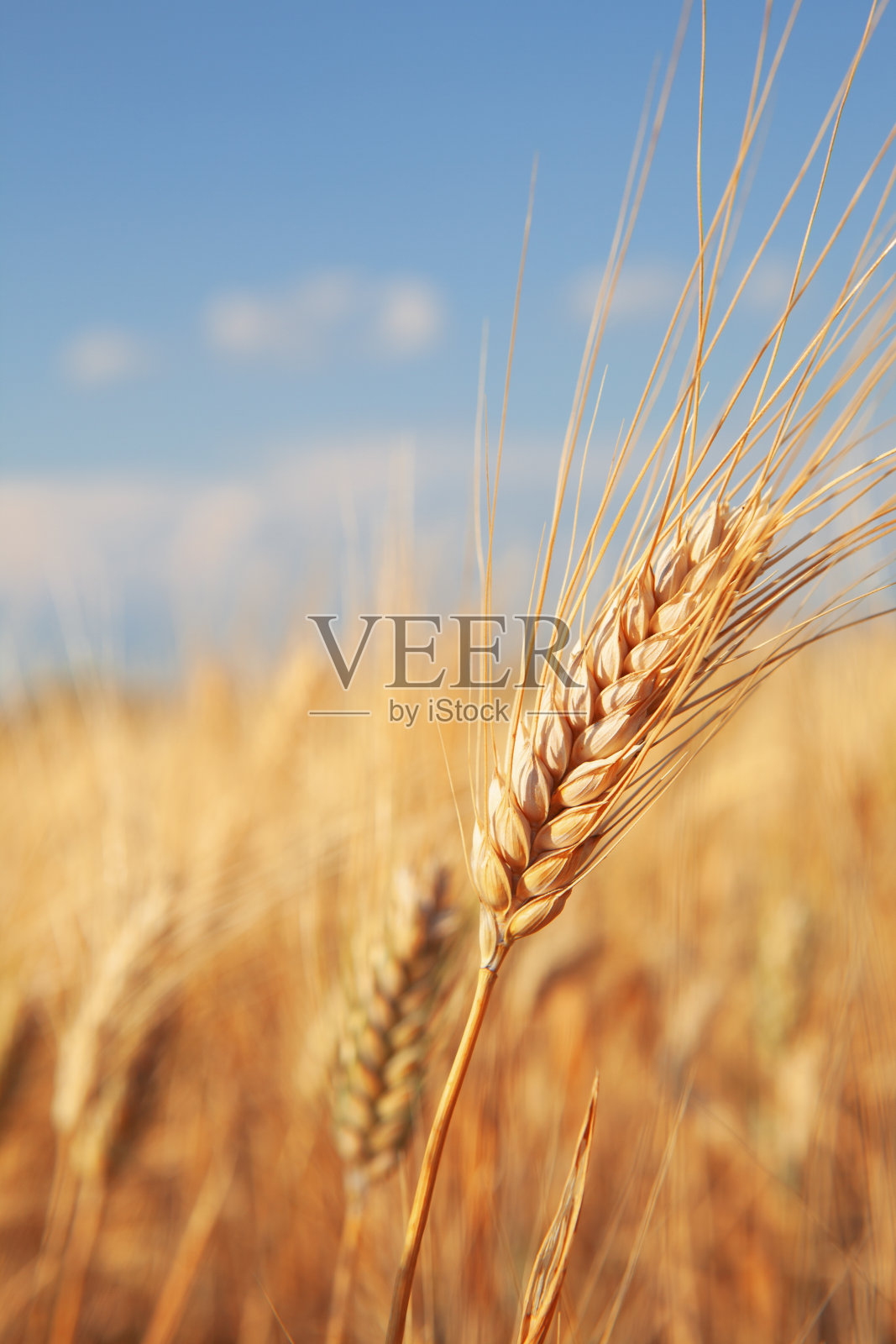 近距离观察小麦穗在前景与大麦田照片摄影图片