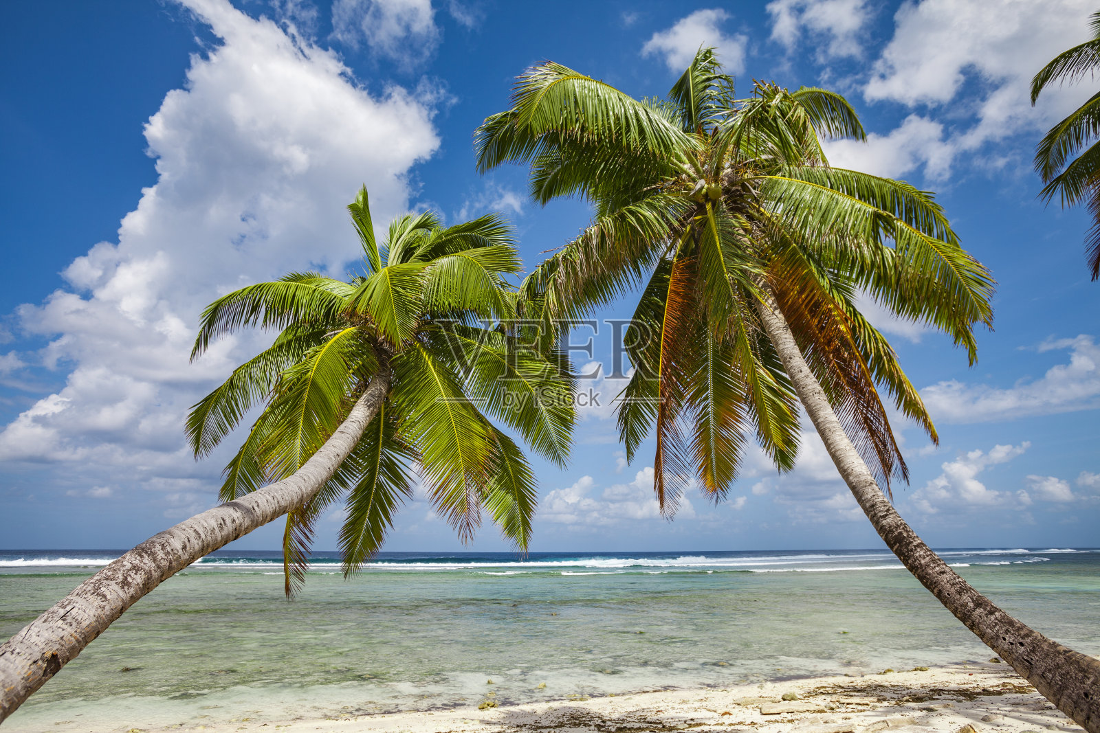 可可斯龙骨环礁上的棕榈树照片摄影图片