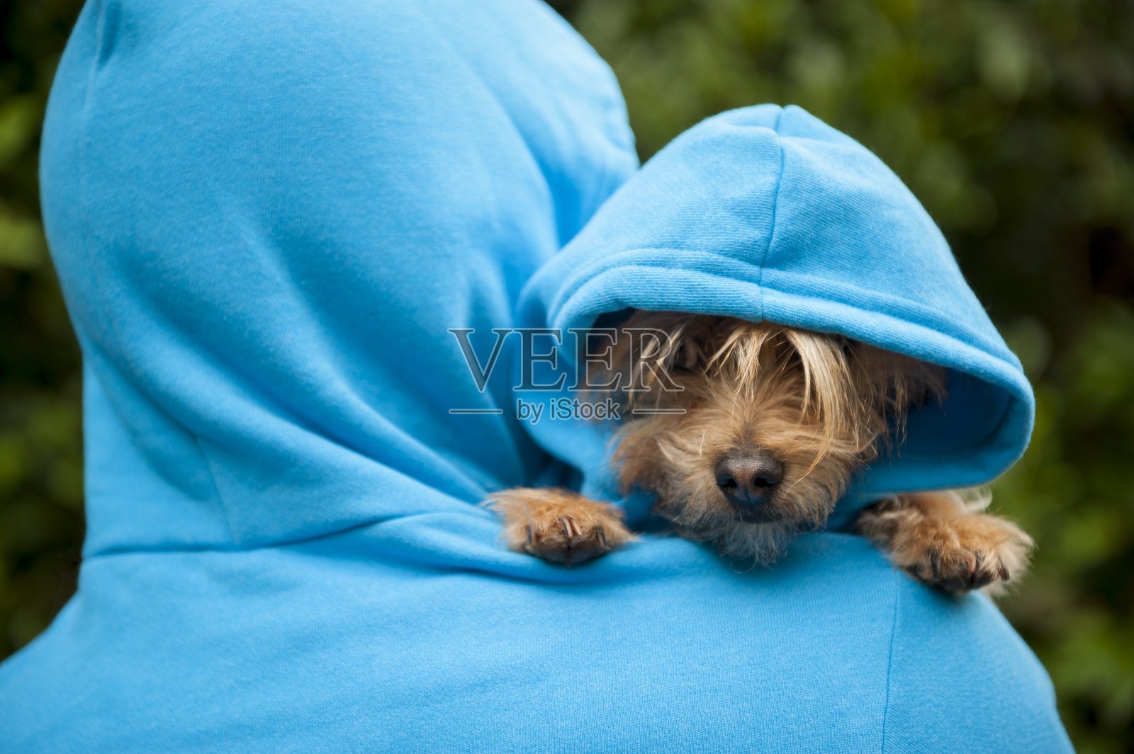 可爱的狗蓝色帽衫主人的肩膀照片摄影图片