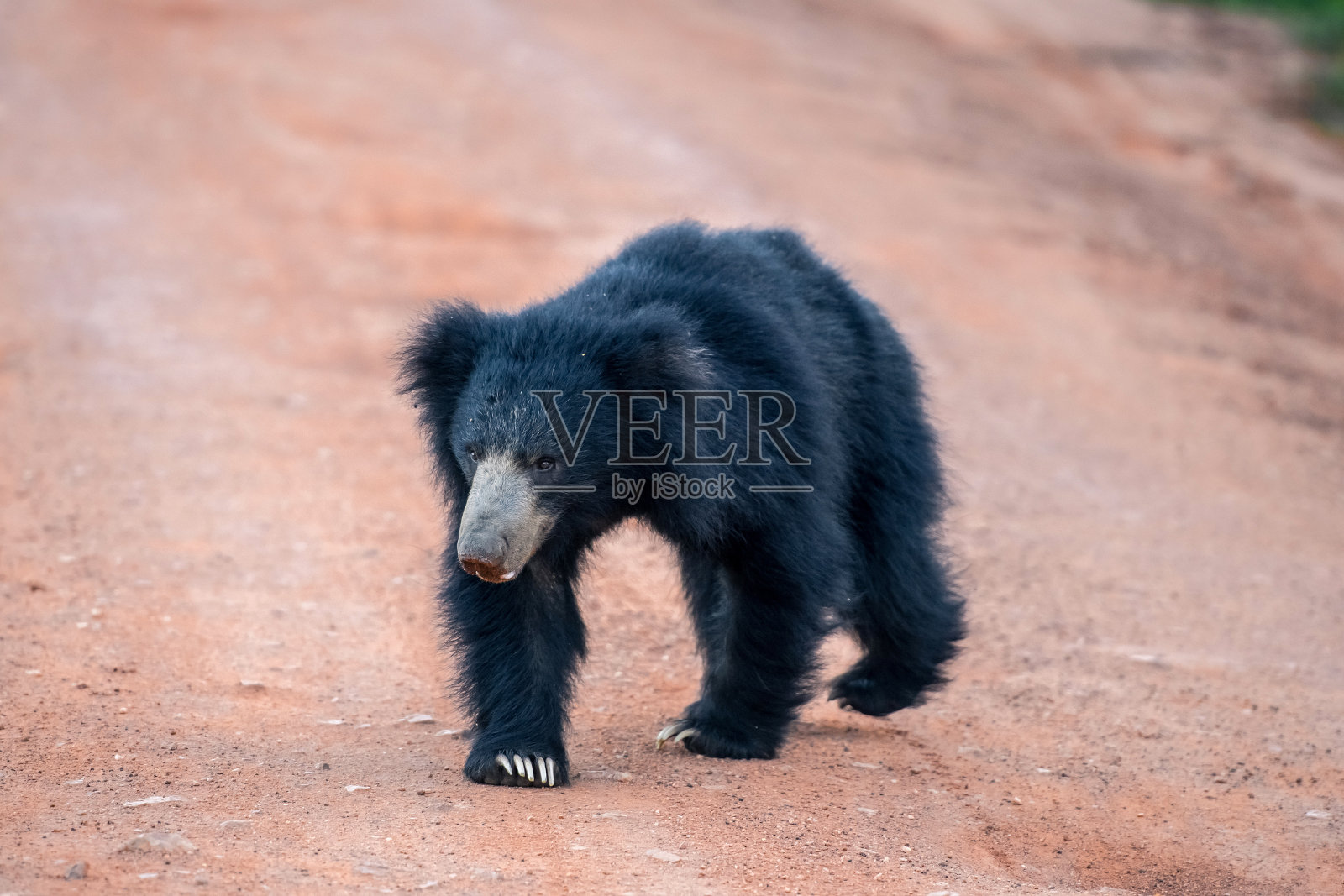 斯里兰卡熊在亚拉国家公园照片摄影图片
