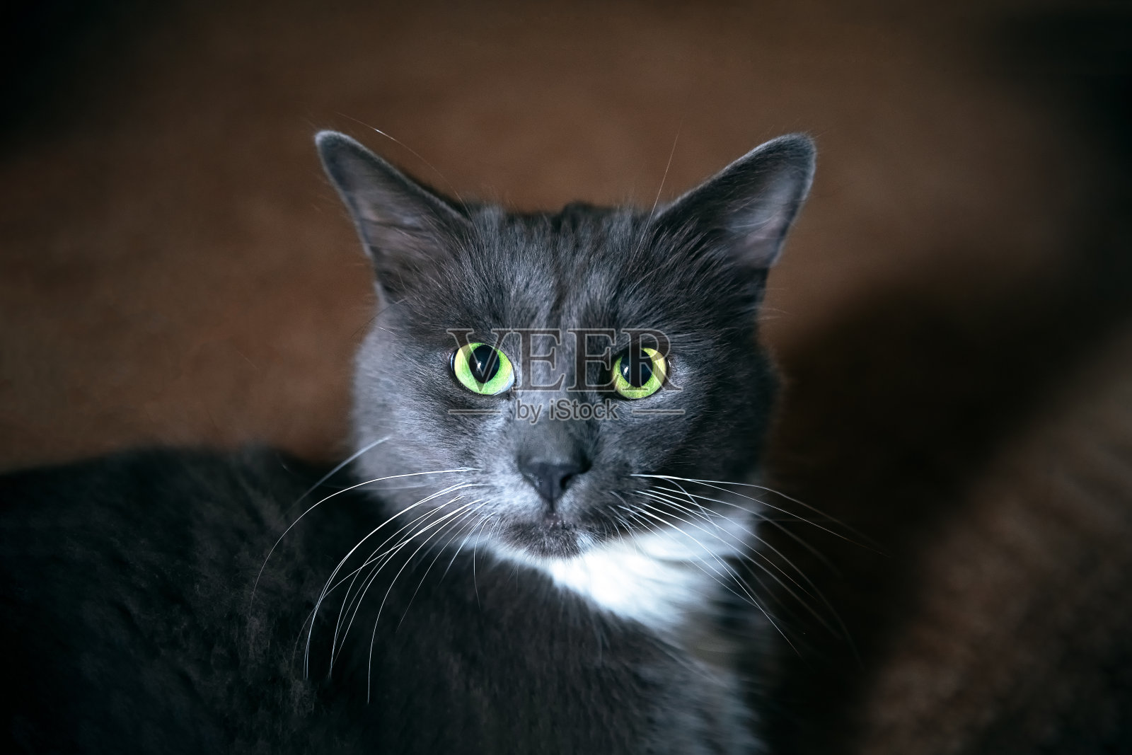 可爱的灰猫，绿眼睛，长胡子。一个美丽的猫的特写肖像照片摄影图片