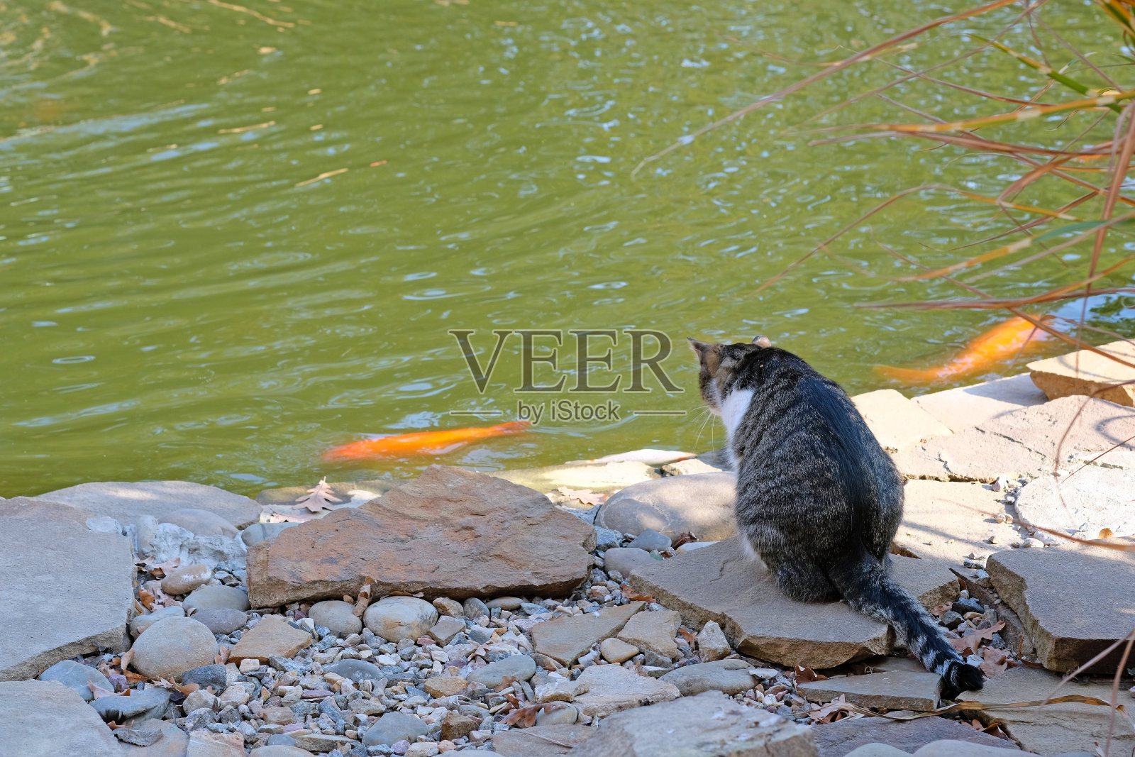 一只猫坐在池塘附近的石板上。照片摄影图片